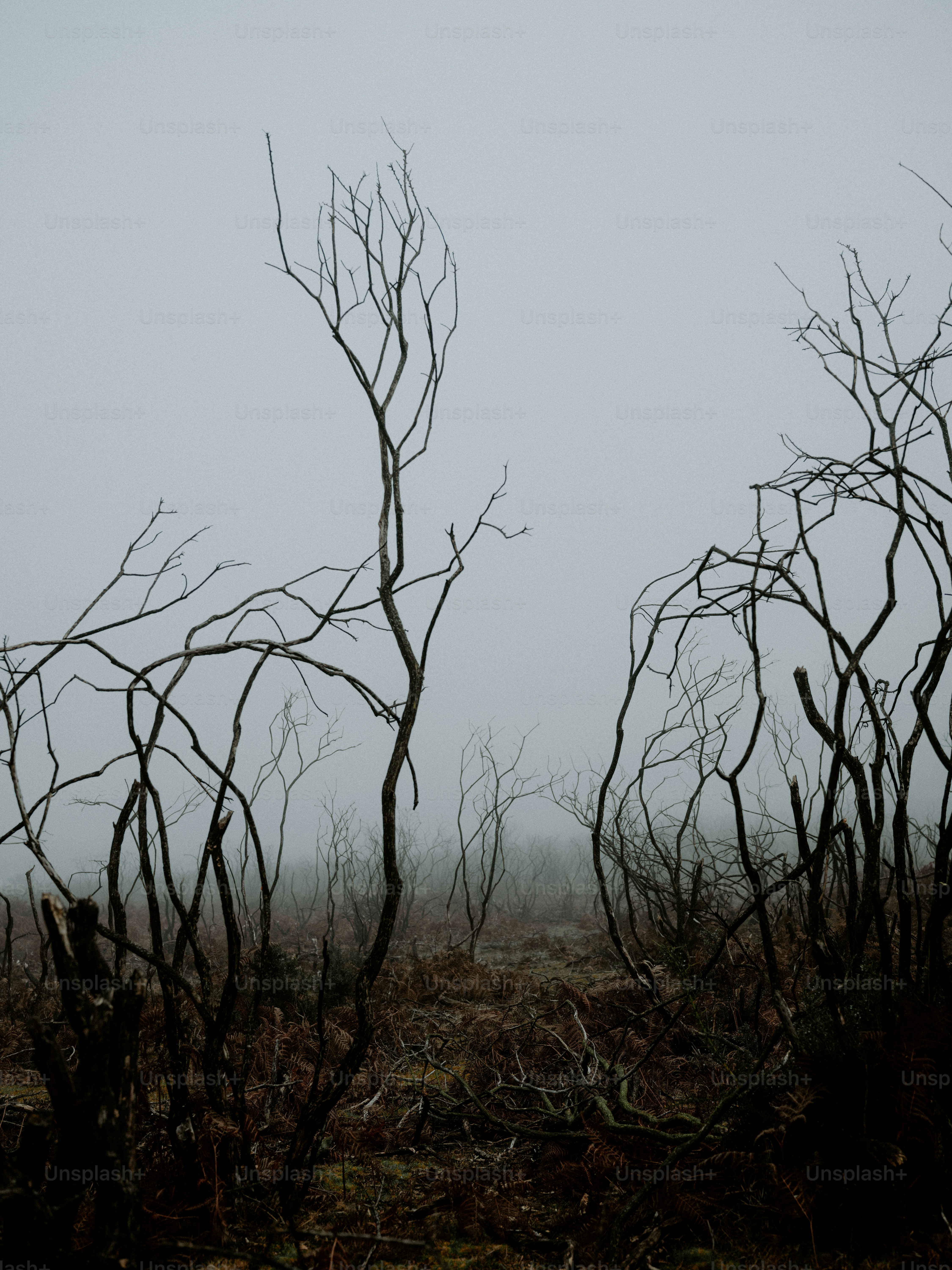 Bare branches in a foggy, desolate landscape