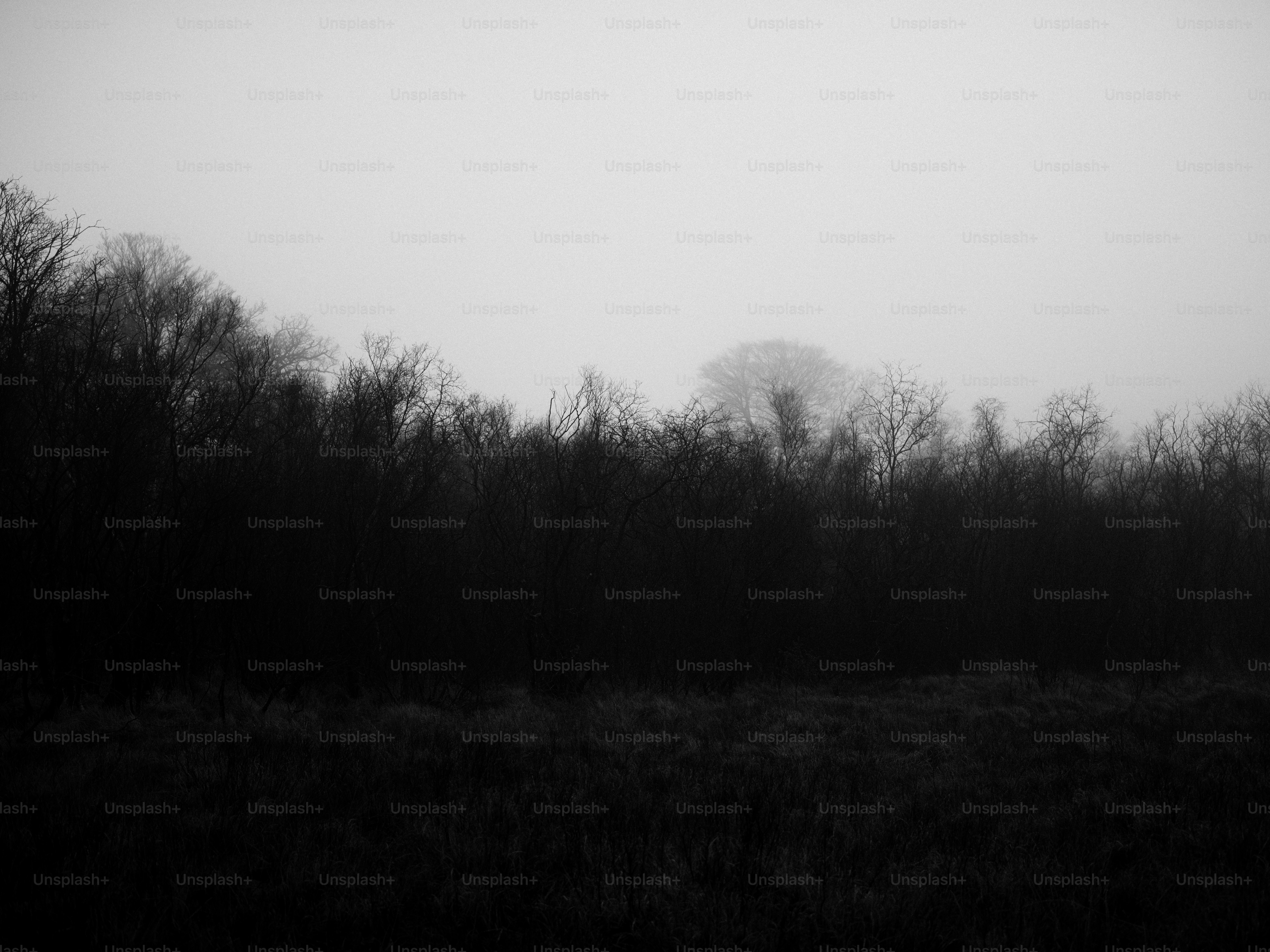Dark forest silhouette against a foggy sky.