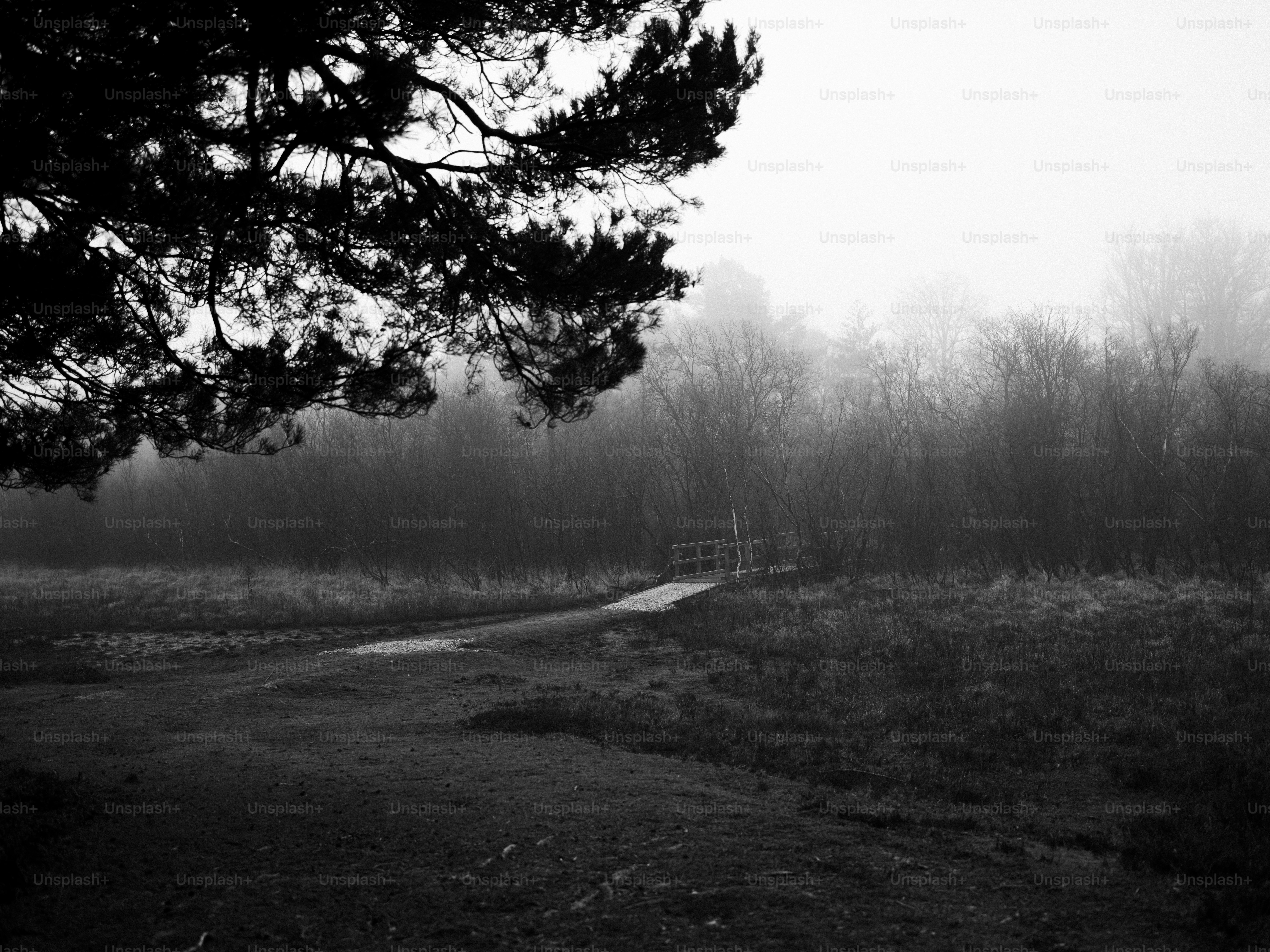 Misty forest path with bare trees and pine branch