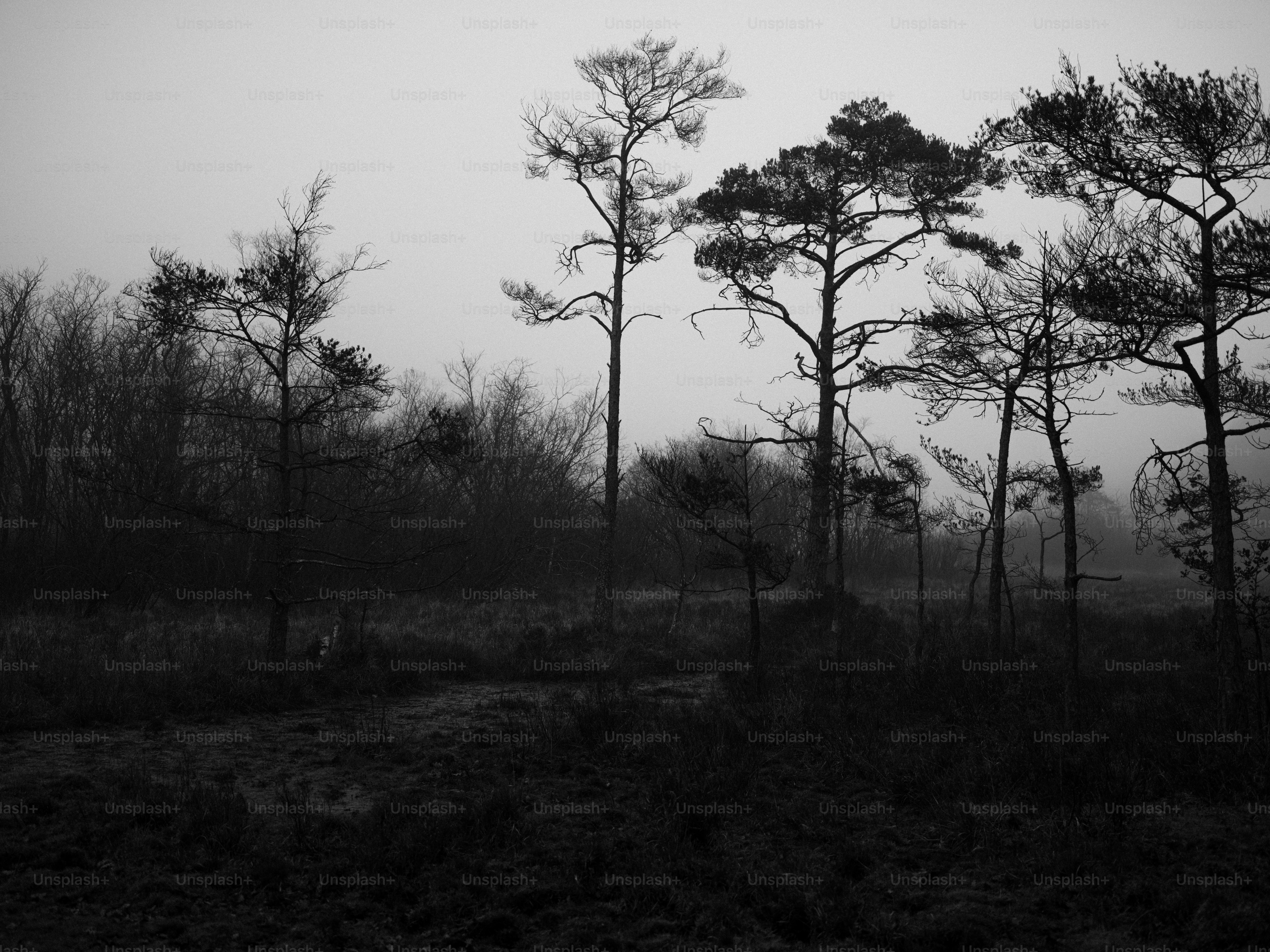 Misty forest with silhouetted pine trees