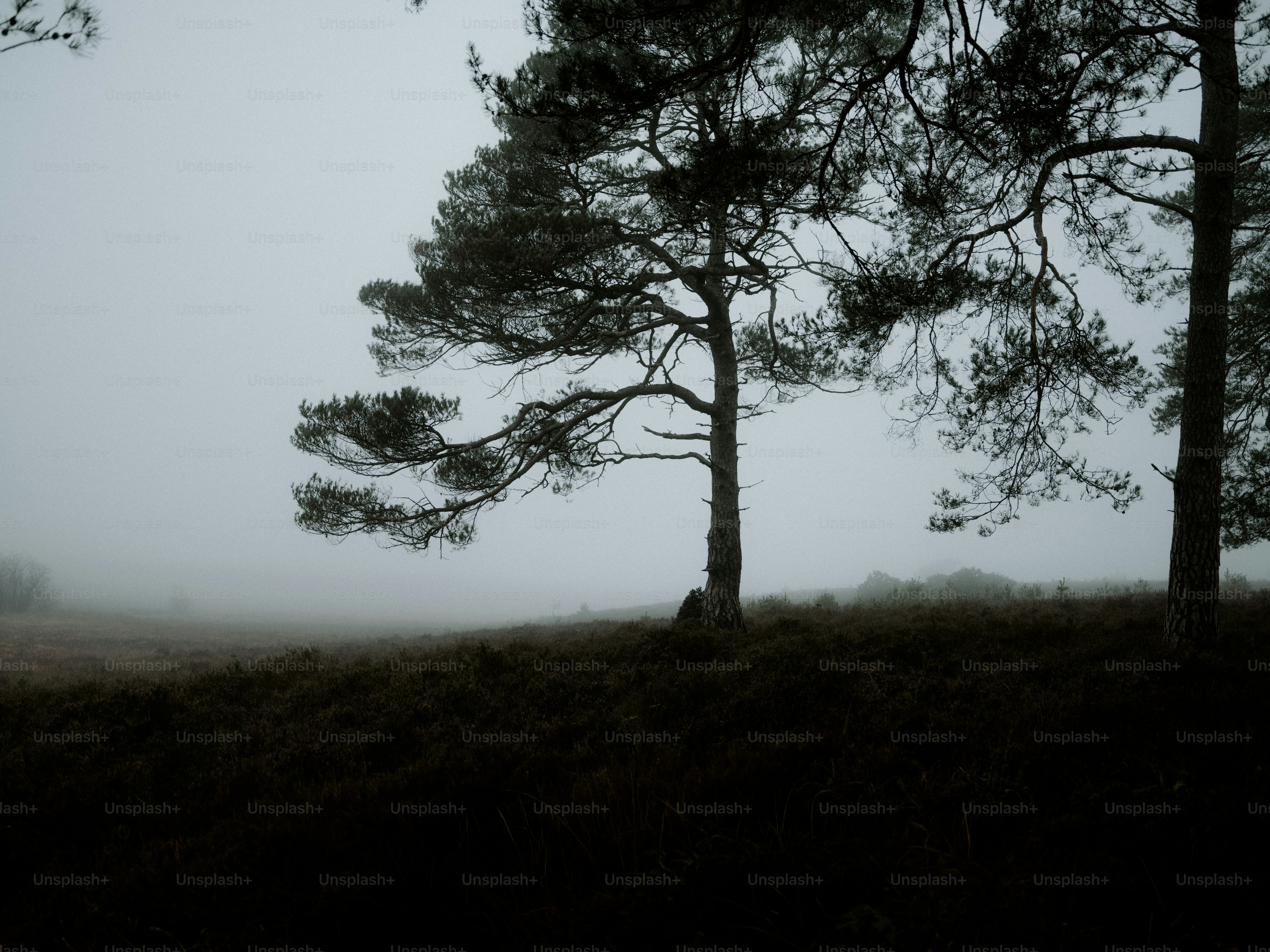 Misty pine trees on a dark, grassy hill.