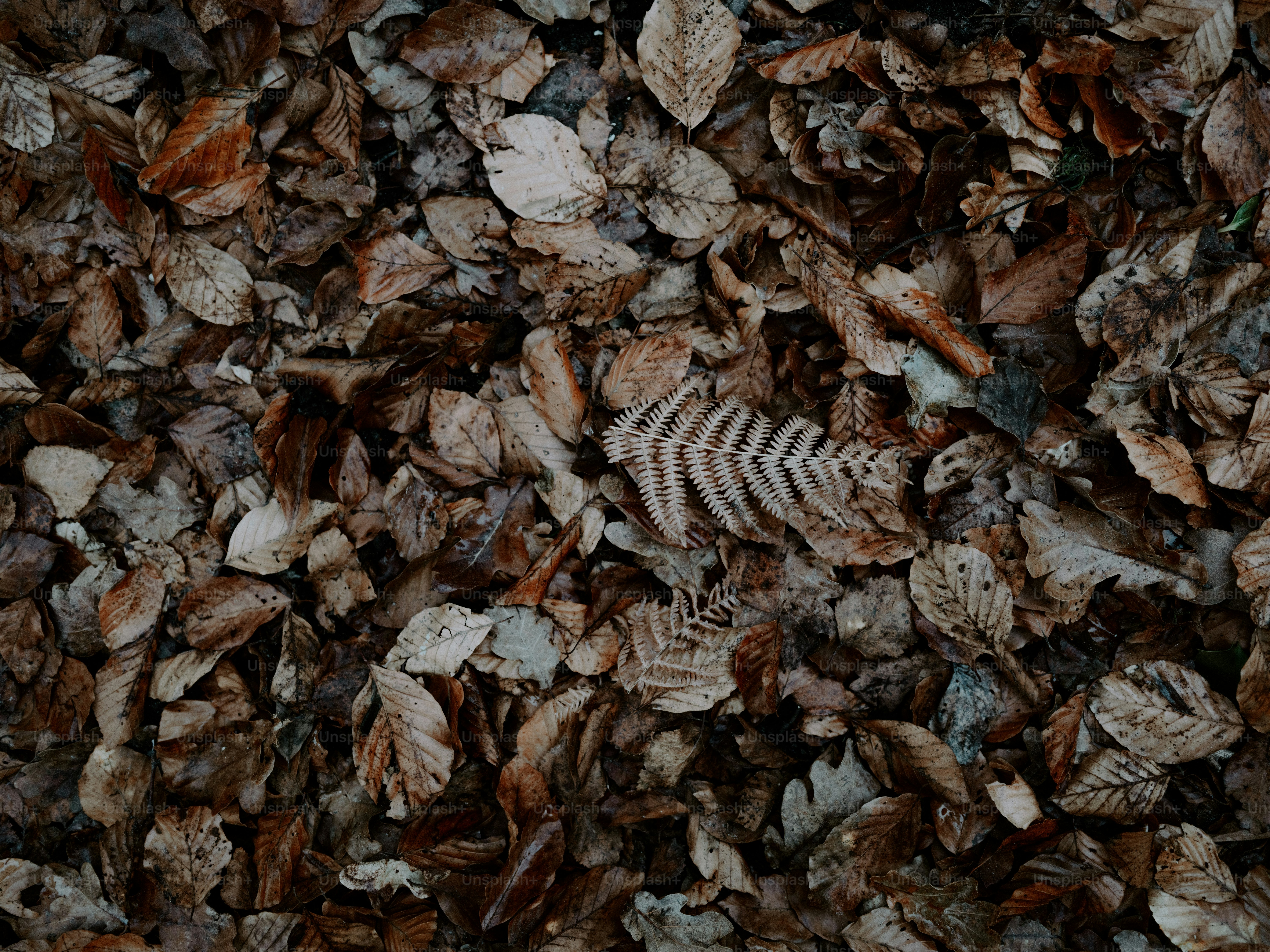 Un mucchio di foglie autunnali secche e cadute a terra.
