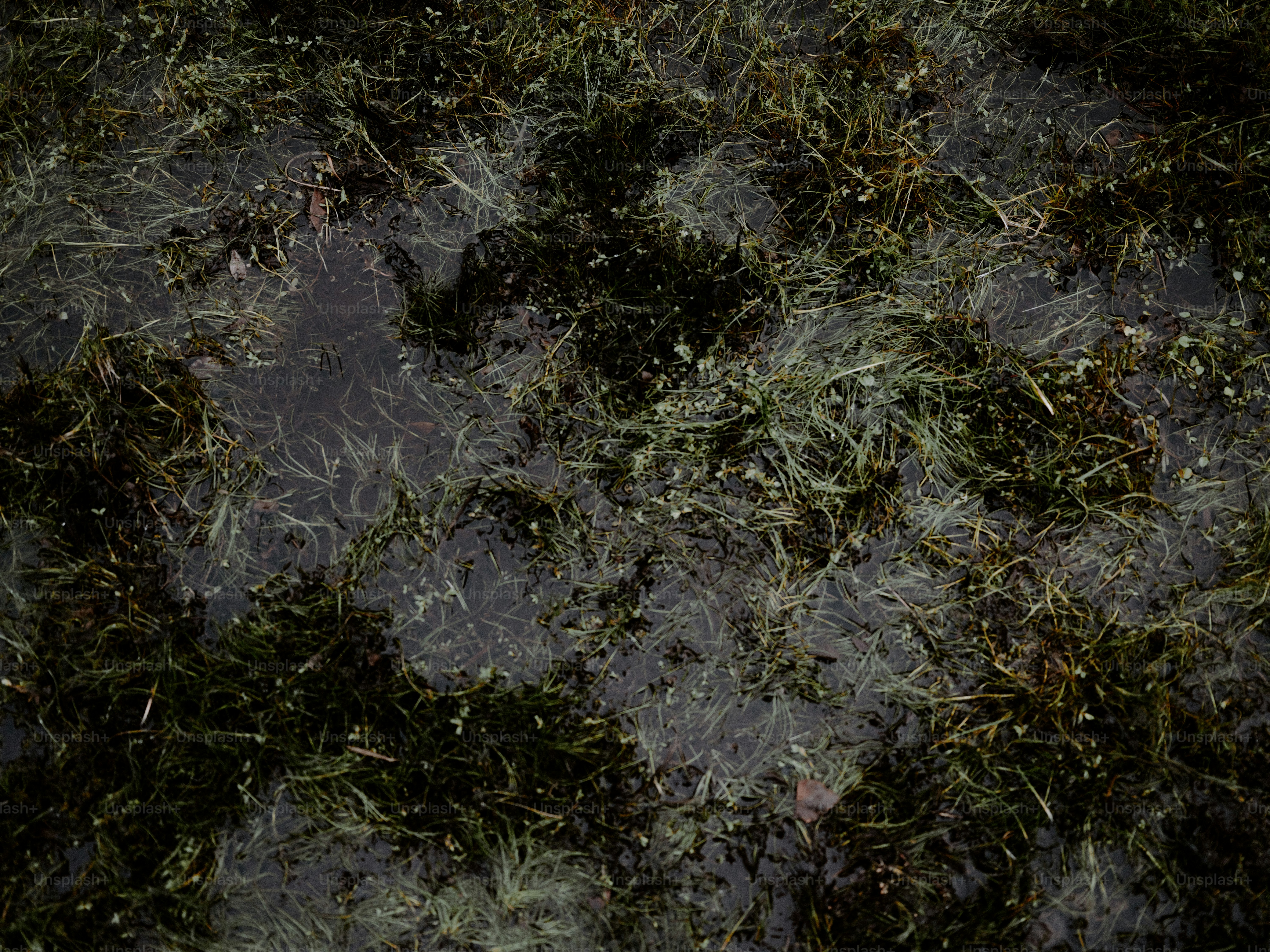 Grama molhada com pequenas poças e detritos