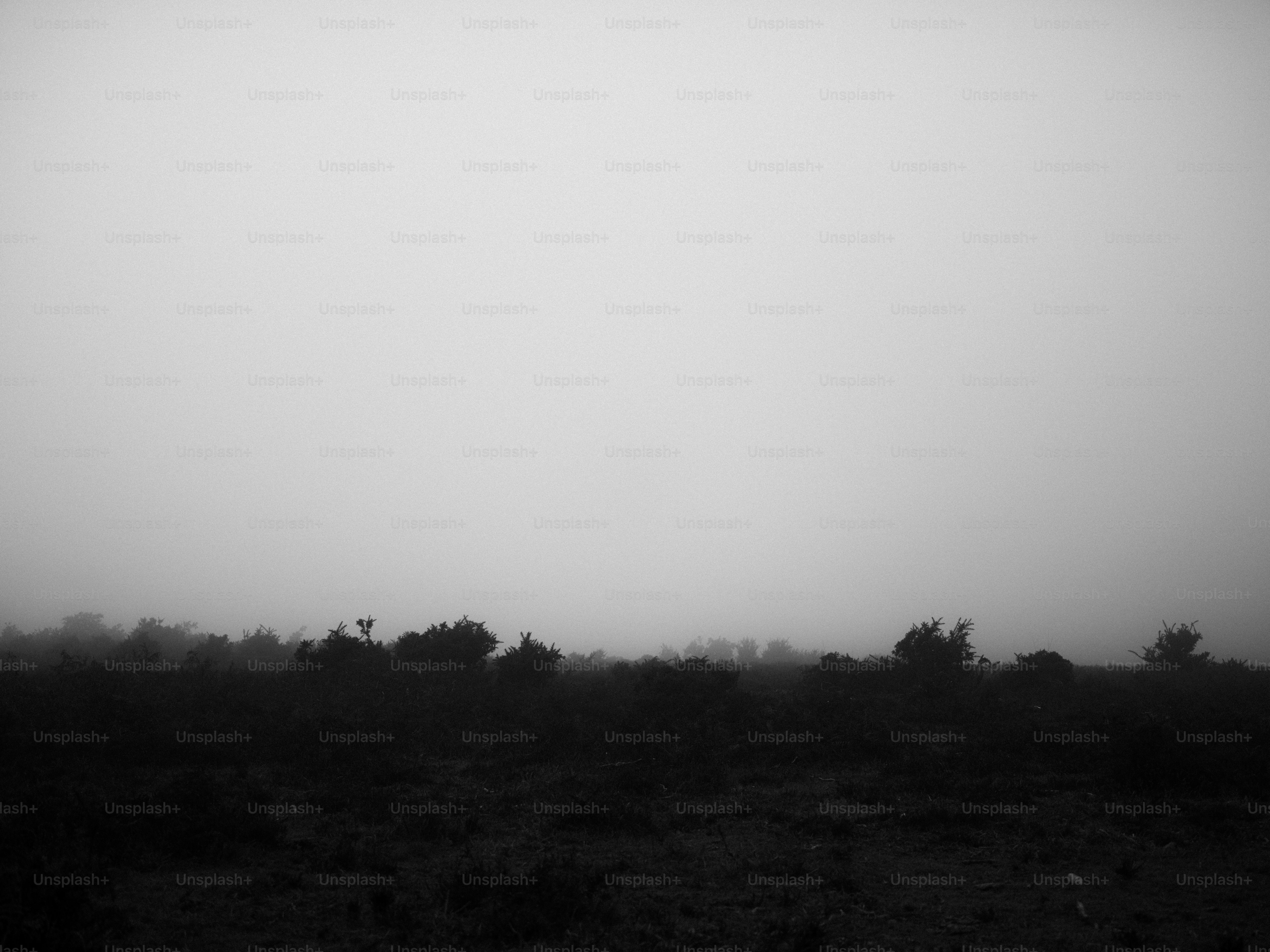 Misty landscape with silhouetted trees at dawn