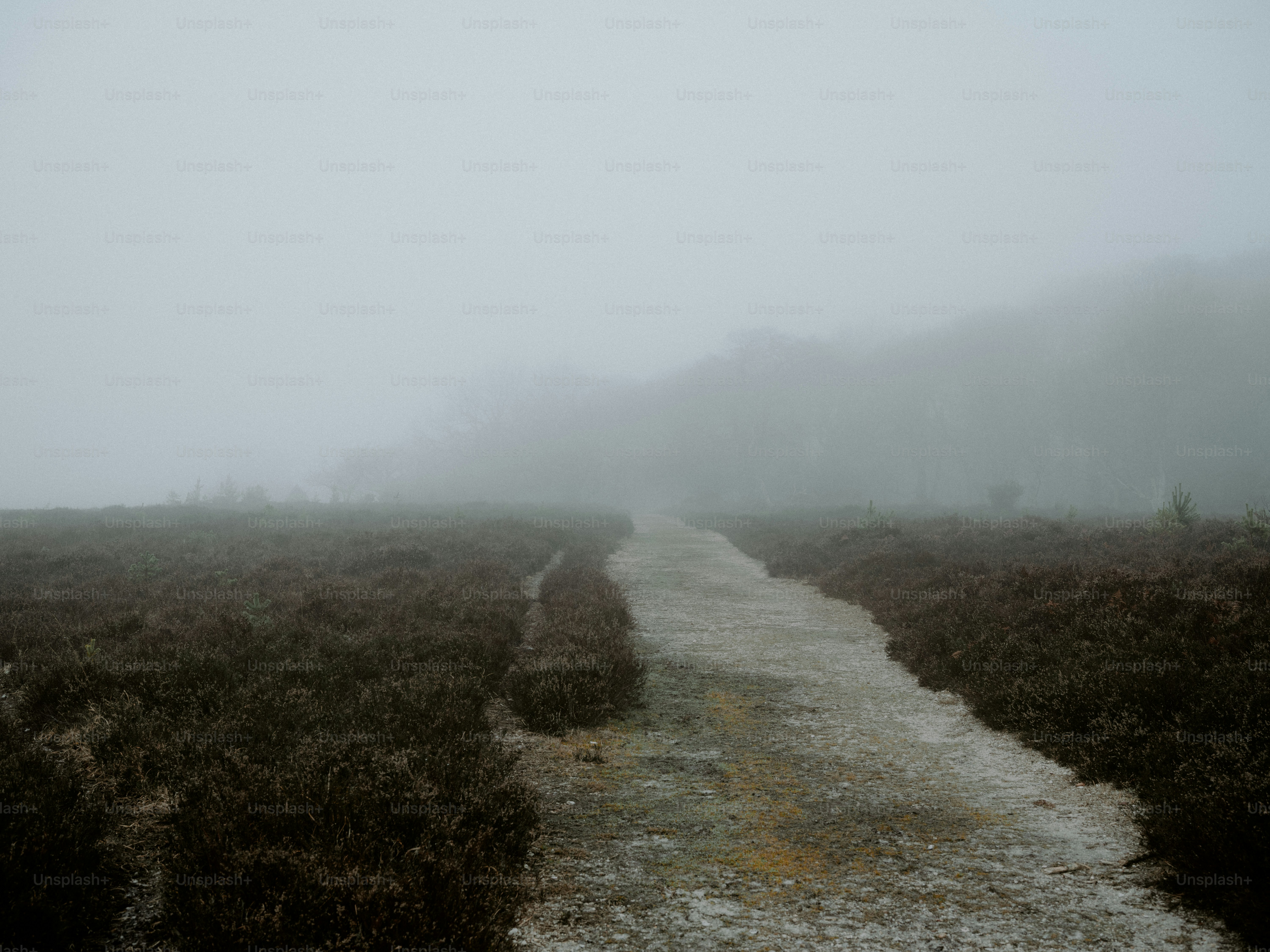 A foggy path through a field of dark bushes