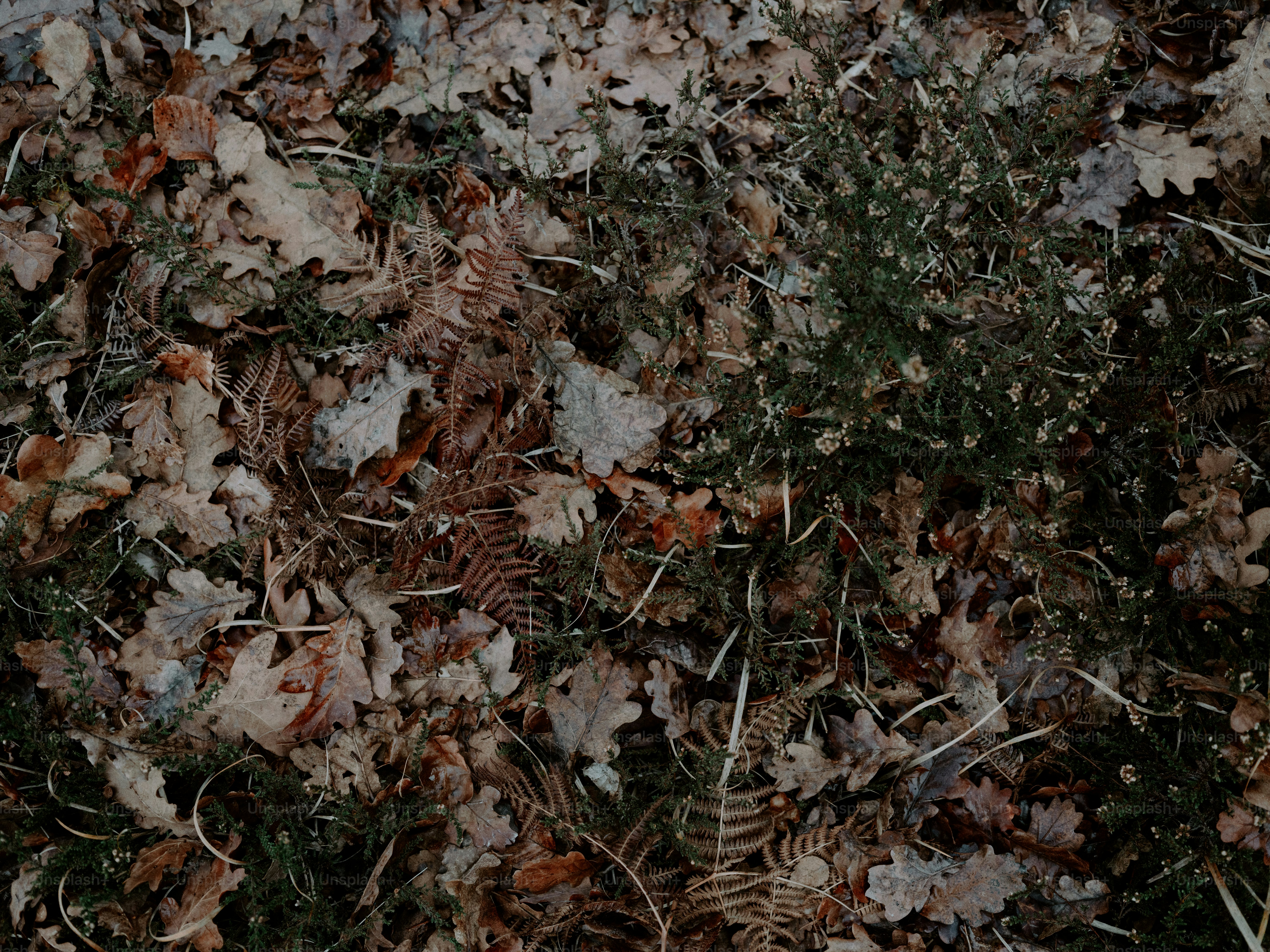 Forest floor close up with leaves and debris