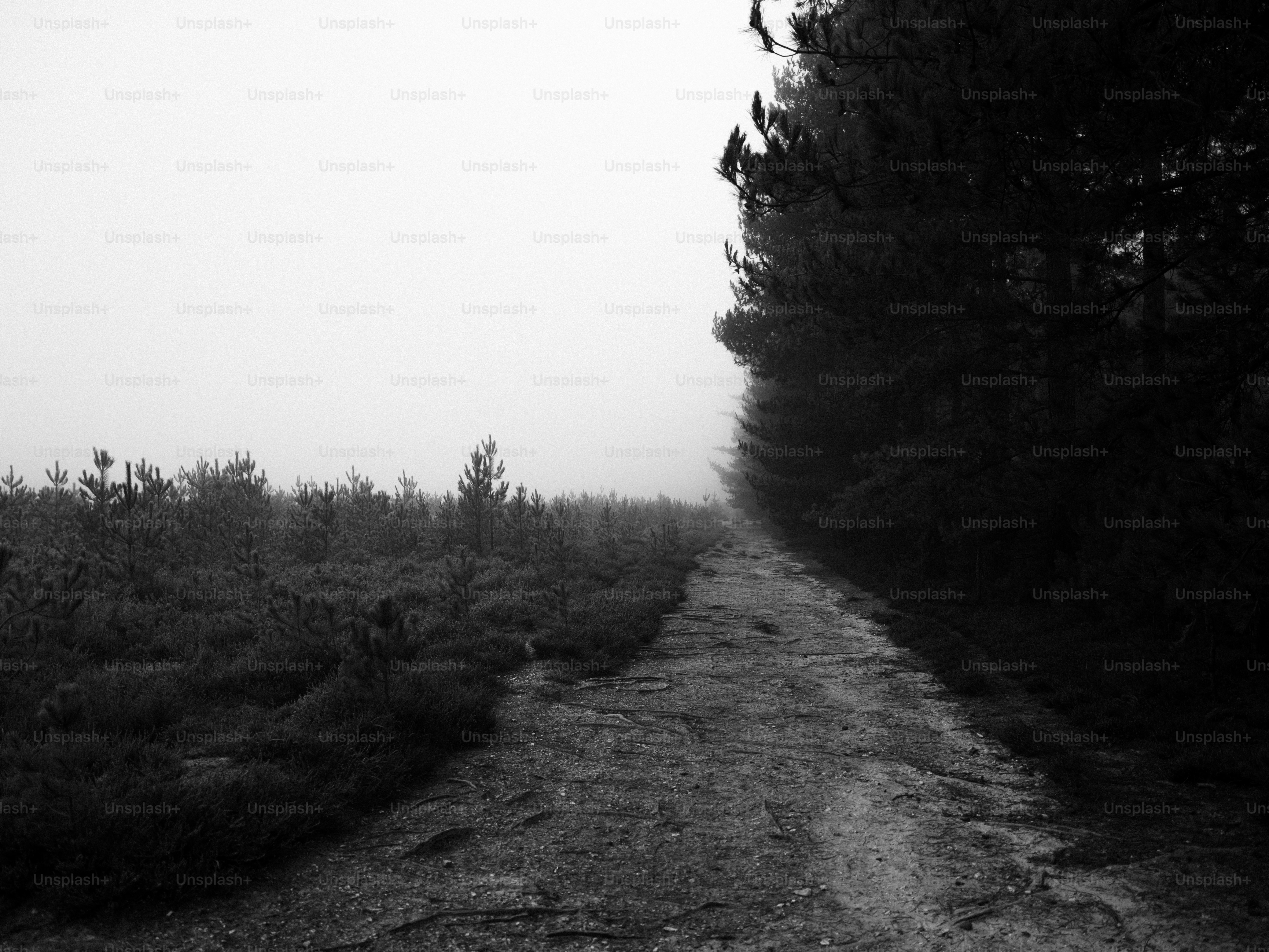A foggy forest path with trees on the right. photo – Winter Image on ...
