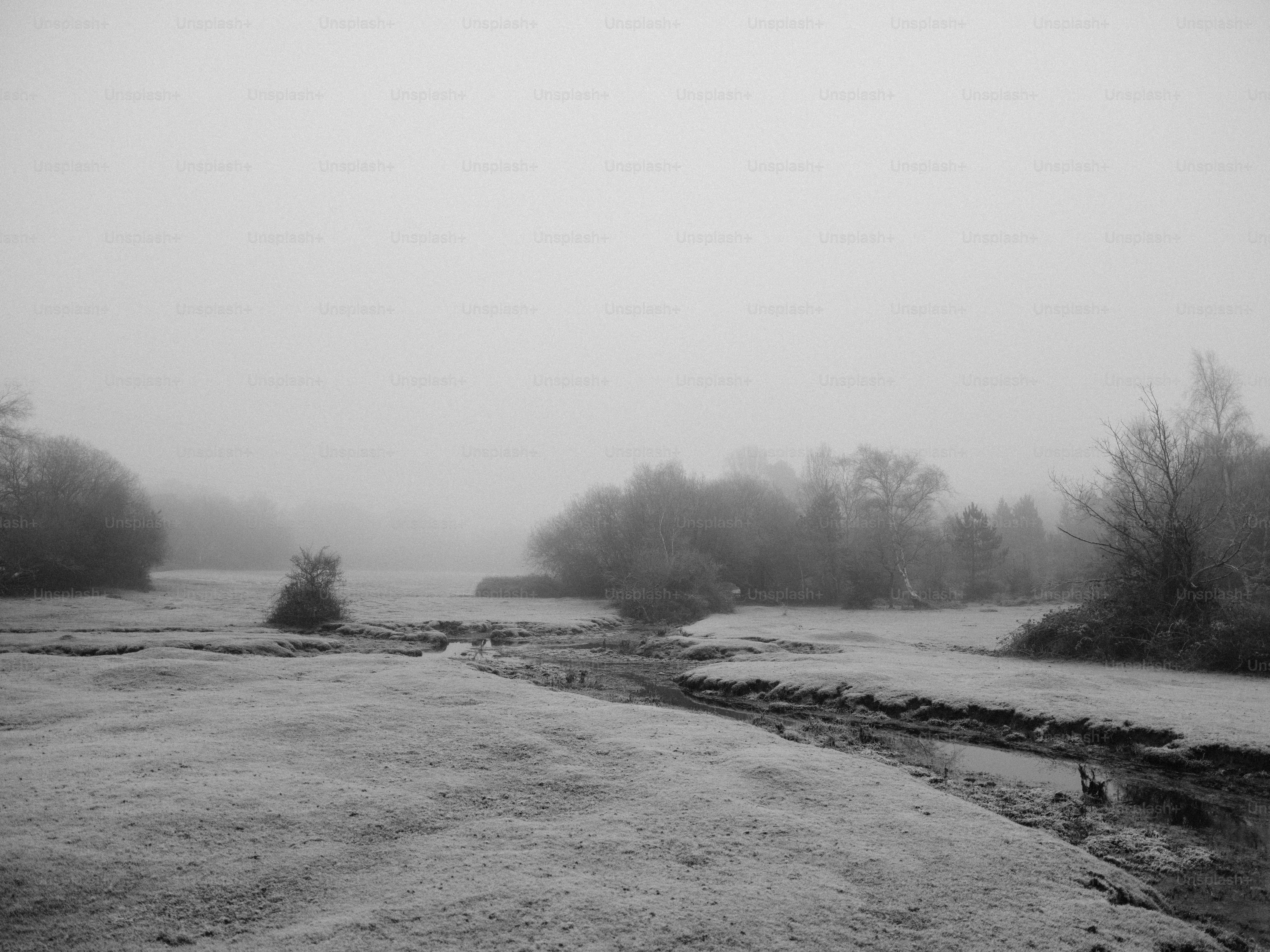 Paisaje brumoso con árboles y un arroyo