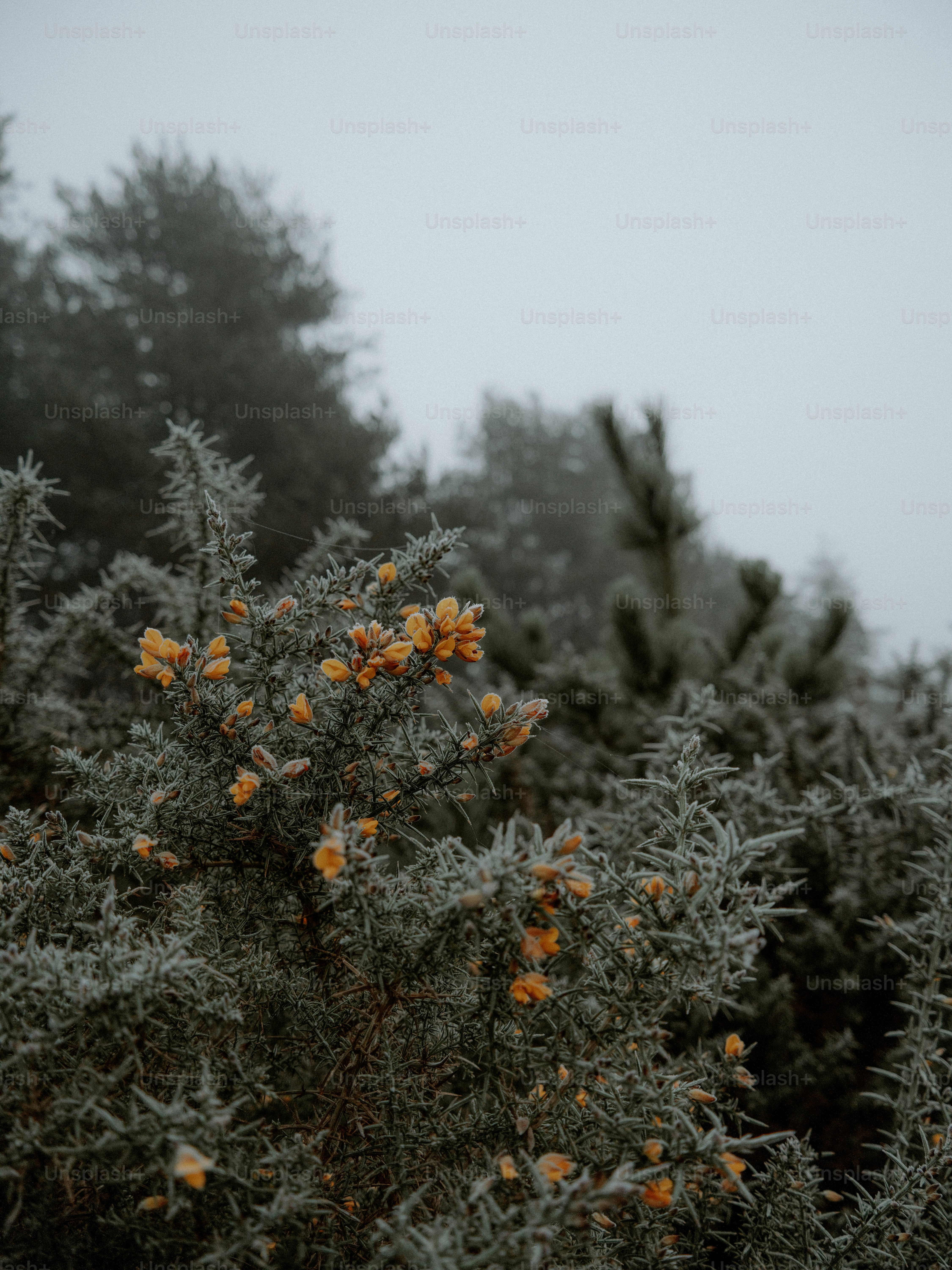 Frost-covered gorse bush with yellow flowers in fog.