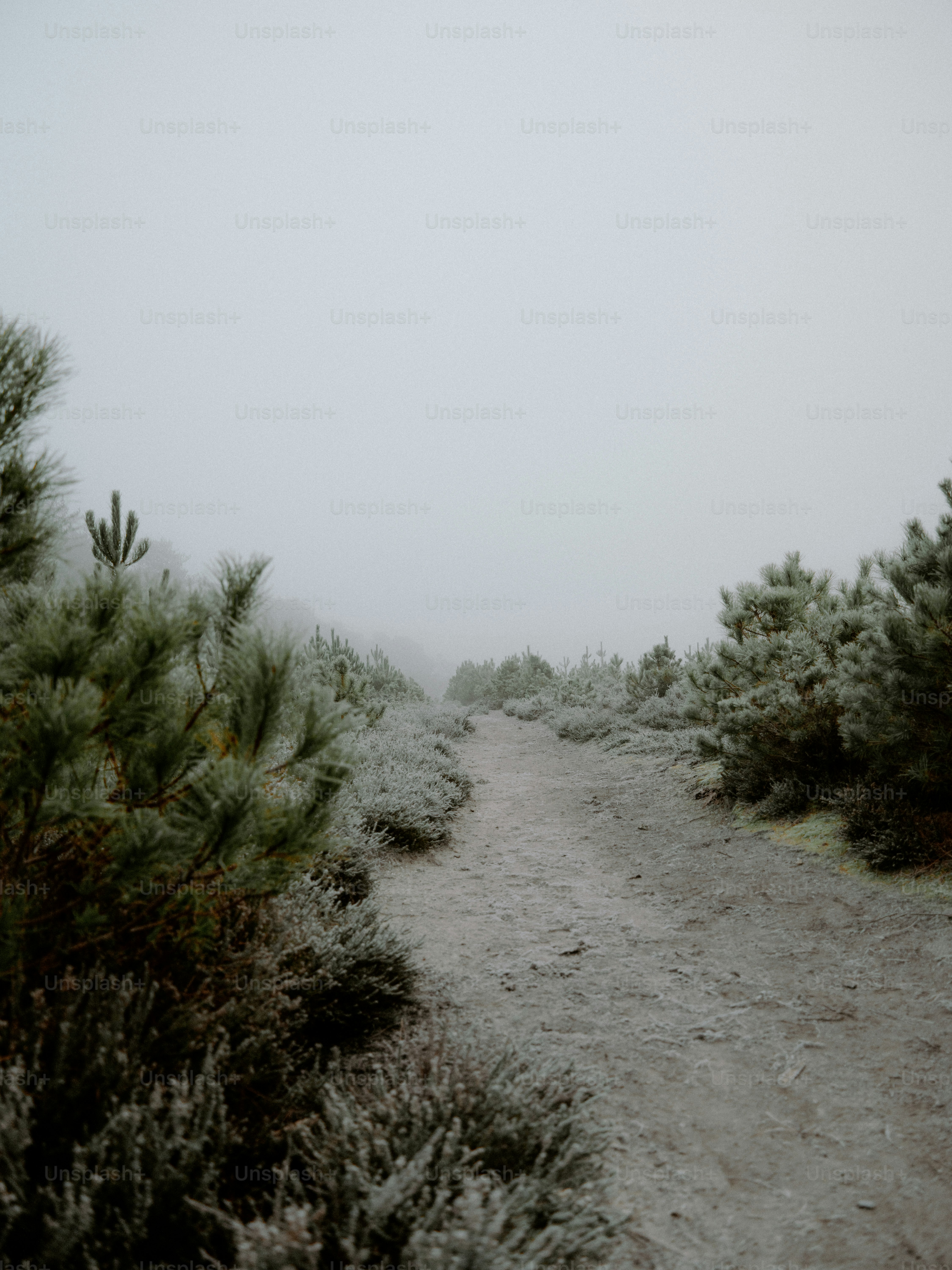 A frosty path winds through winter vegetation photo – Winter Image on ...