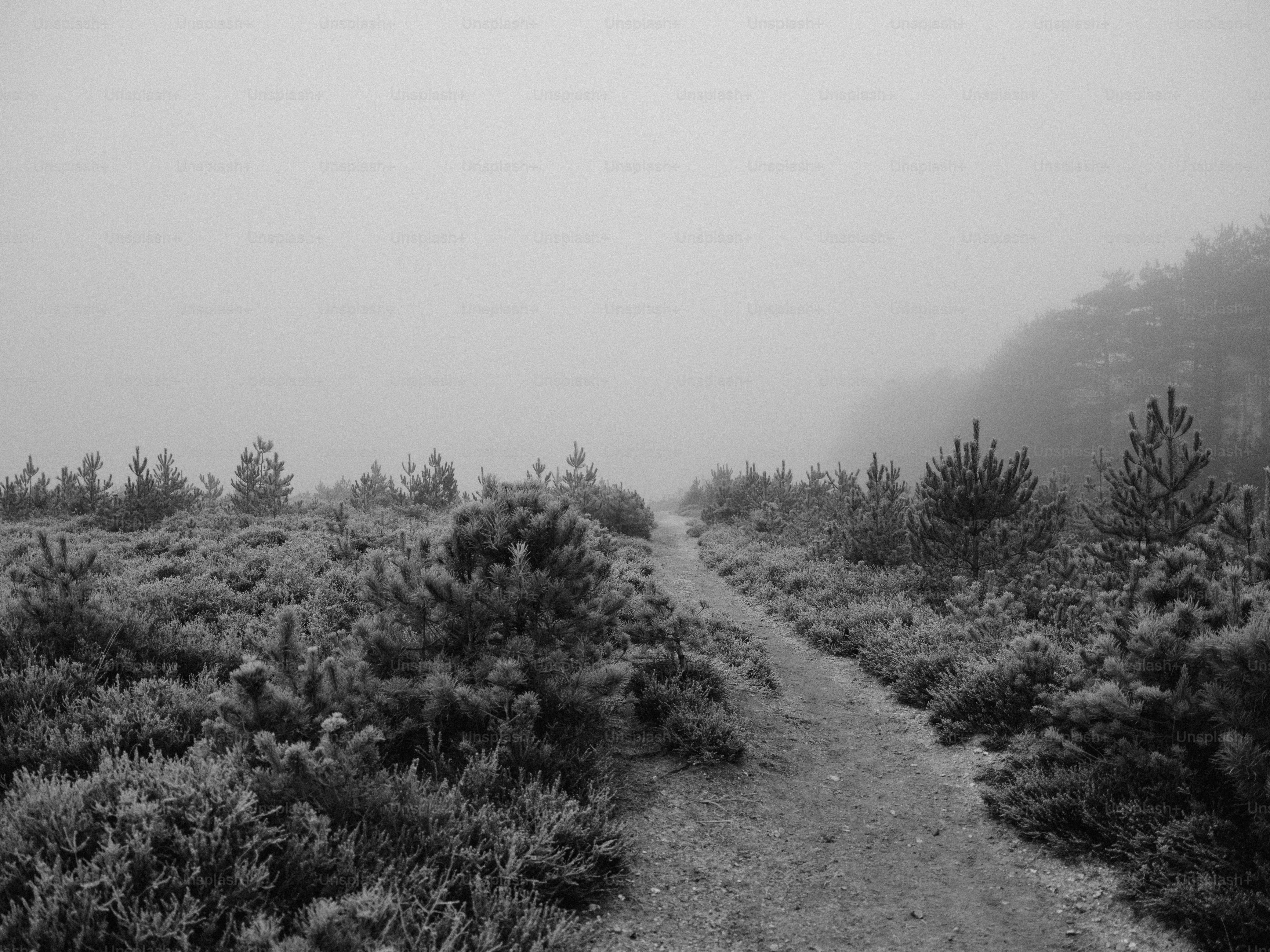 A frosty path winds through winter vegetation photo – Winter Image on ...