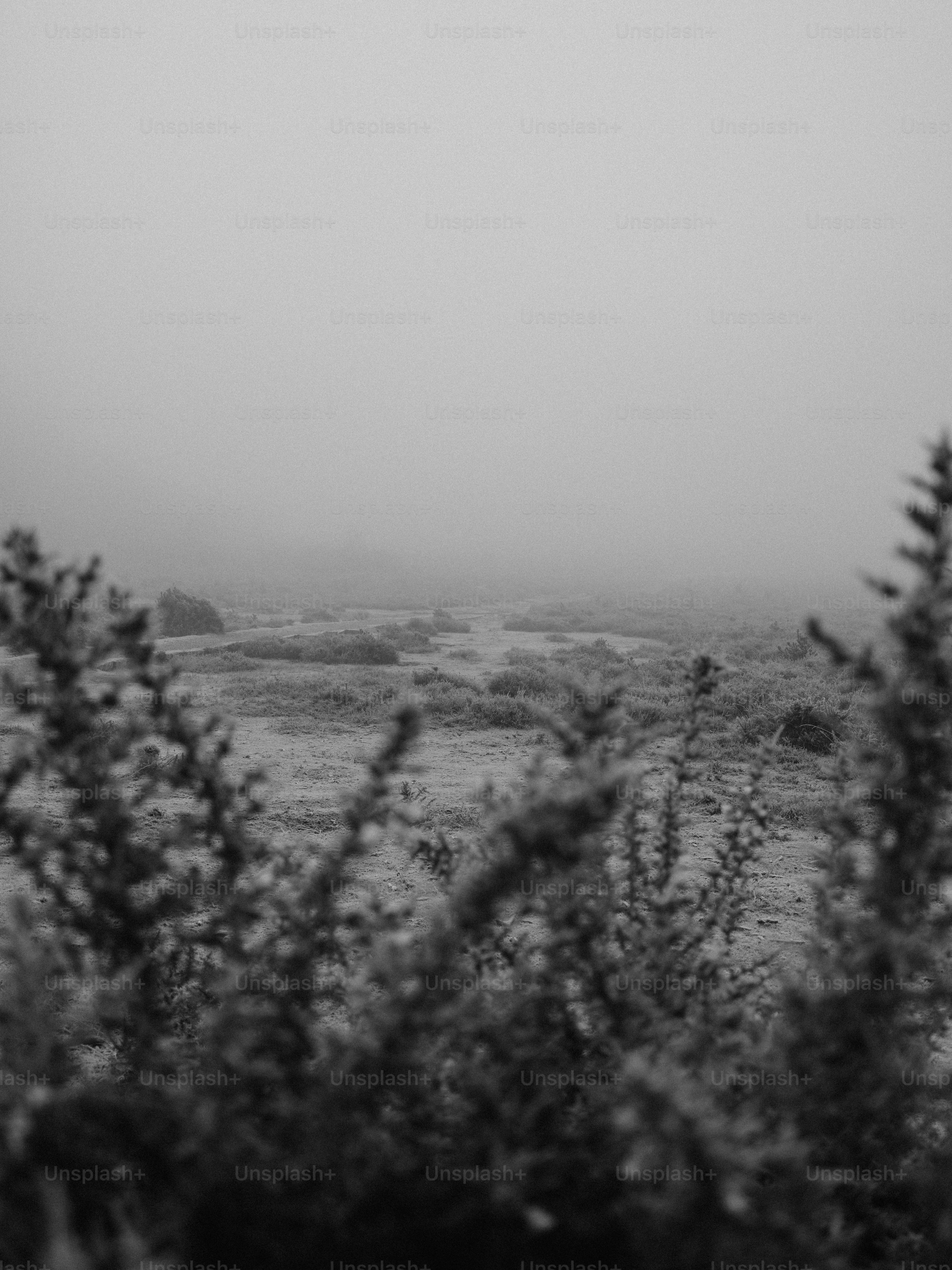 Misty moorland landscape with foreground foliage