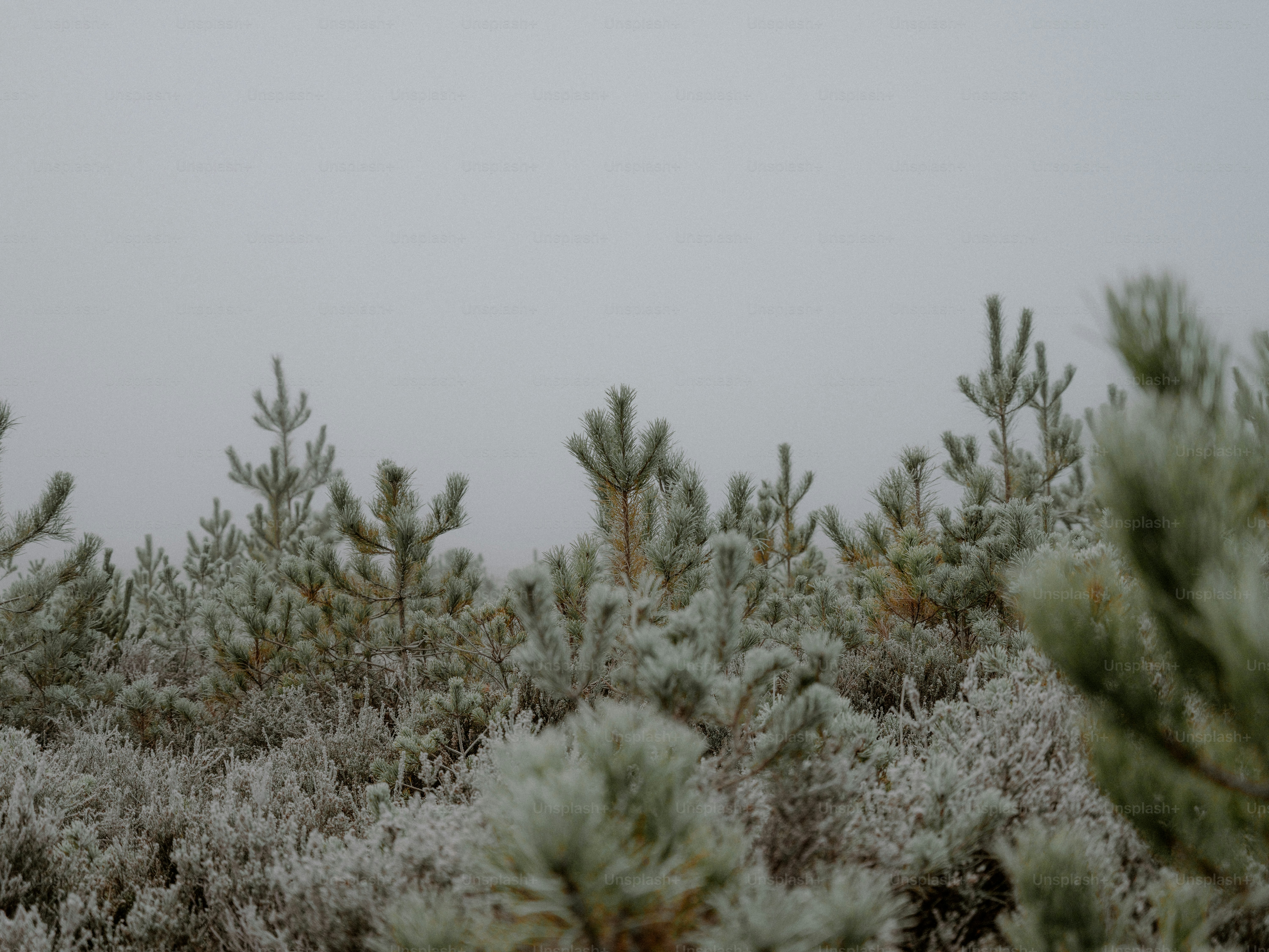 Young pine trees covered in frost on a foggy day.