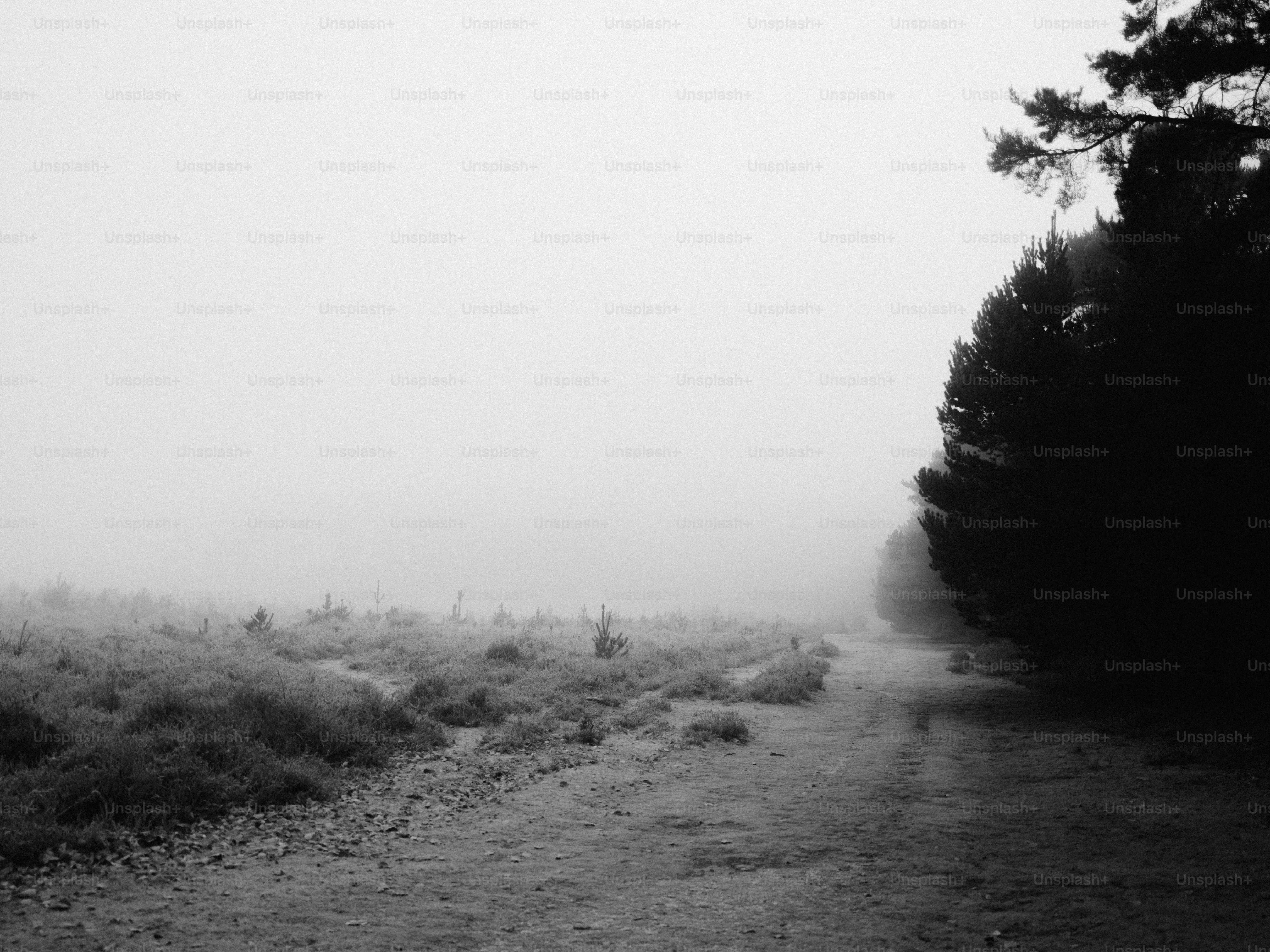Misty forest path with low-lying vegetation