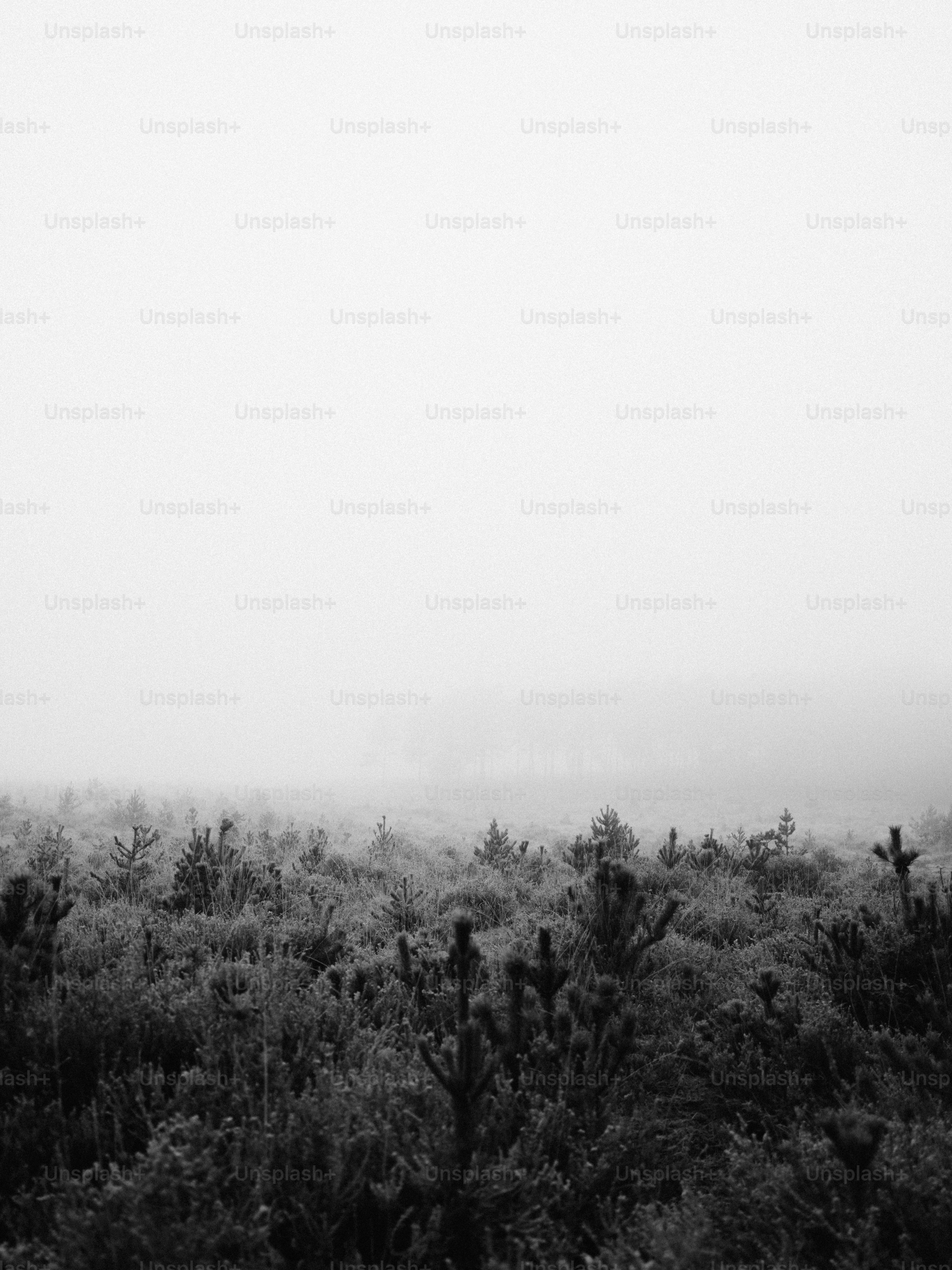 Misty forest landscape with dark pine trees.
