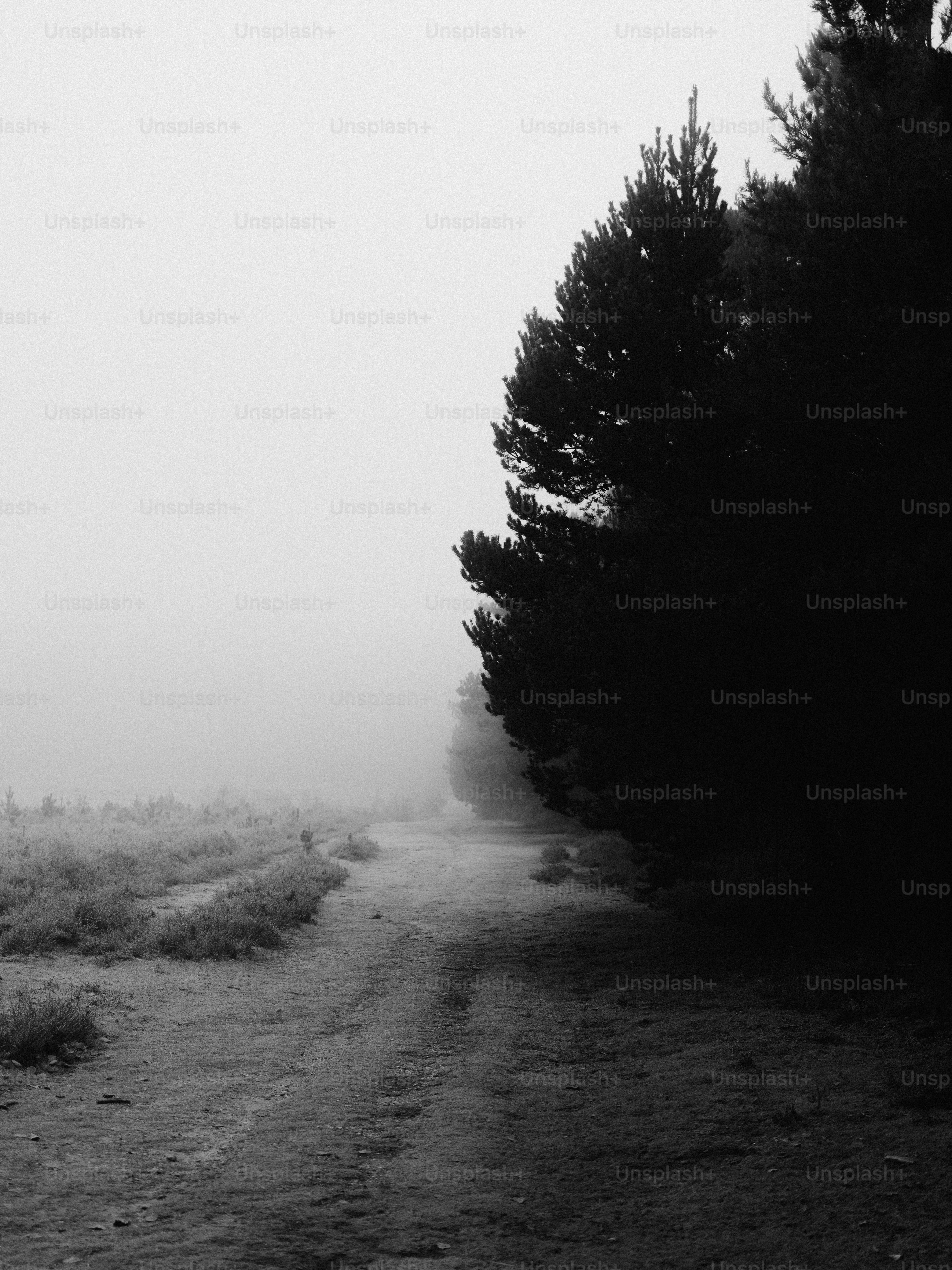 A foggy path through a dark forest.