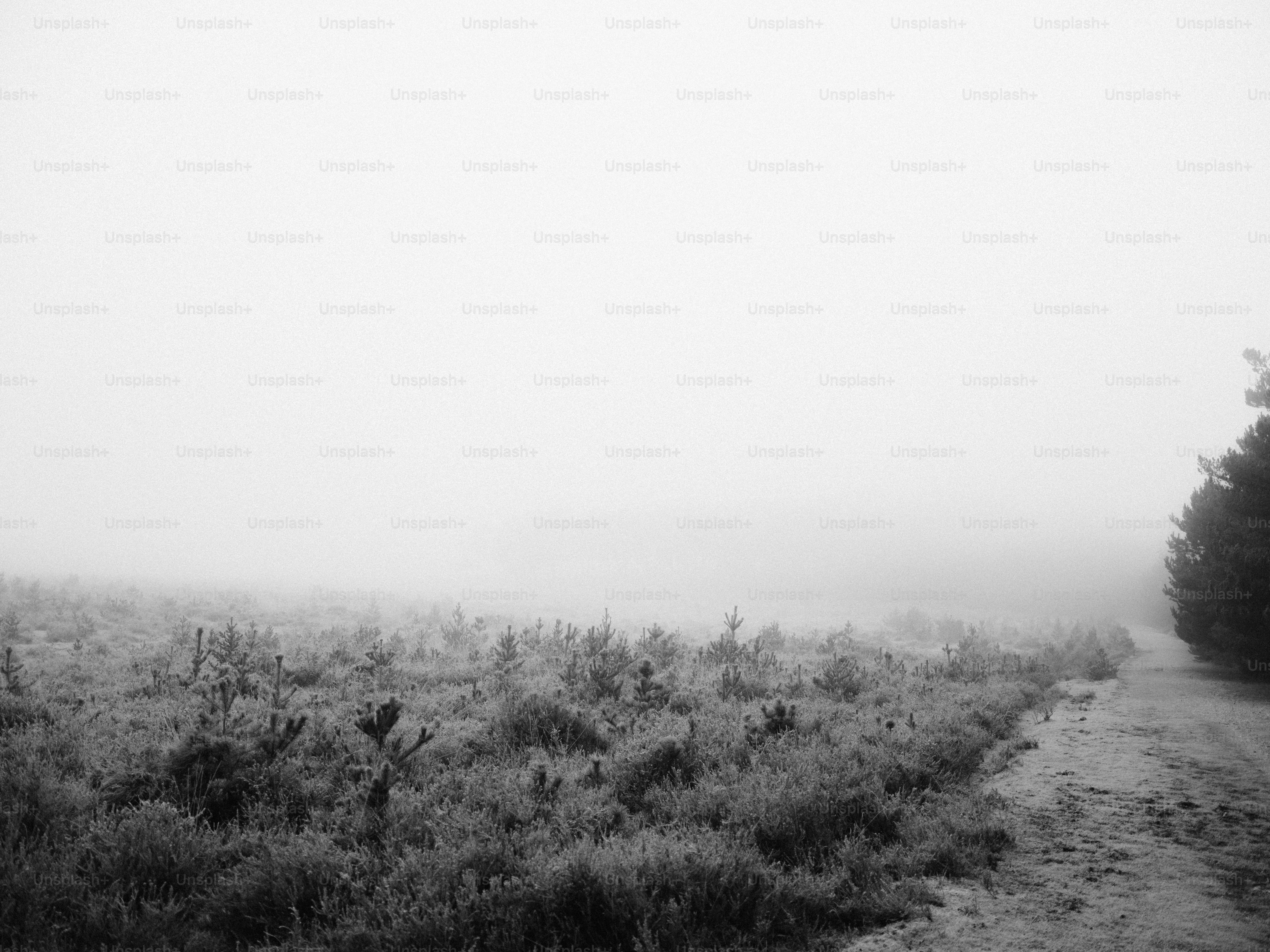 Misty forest path with low-lying vegetation