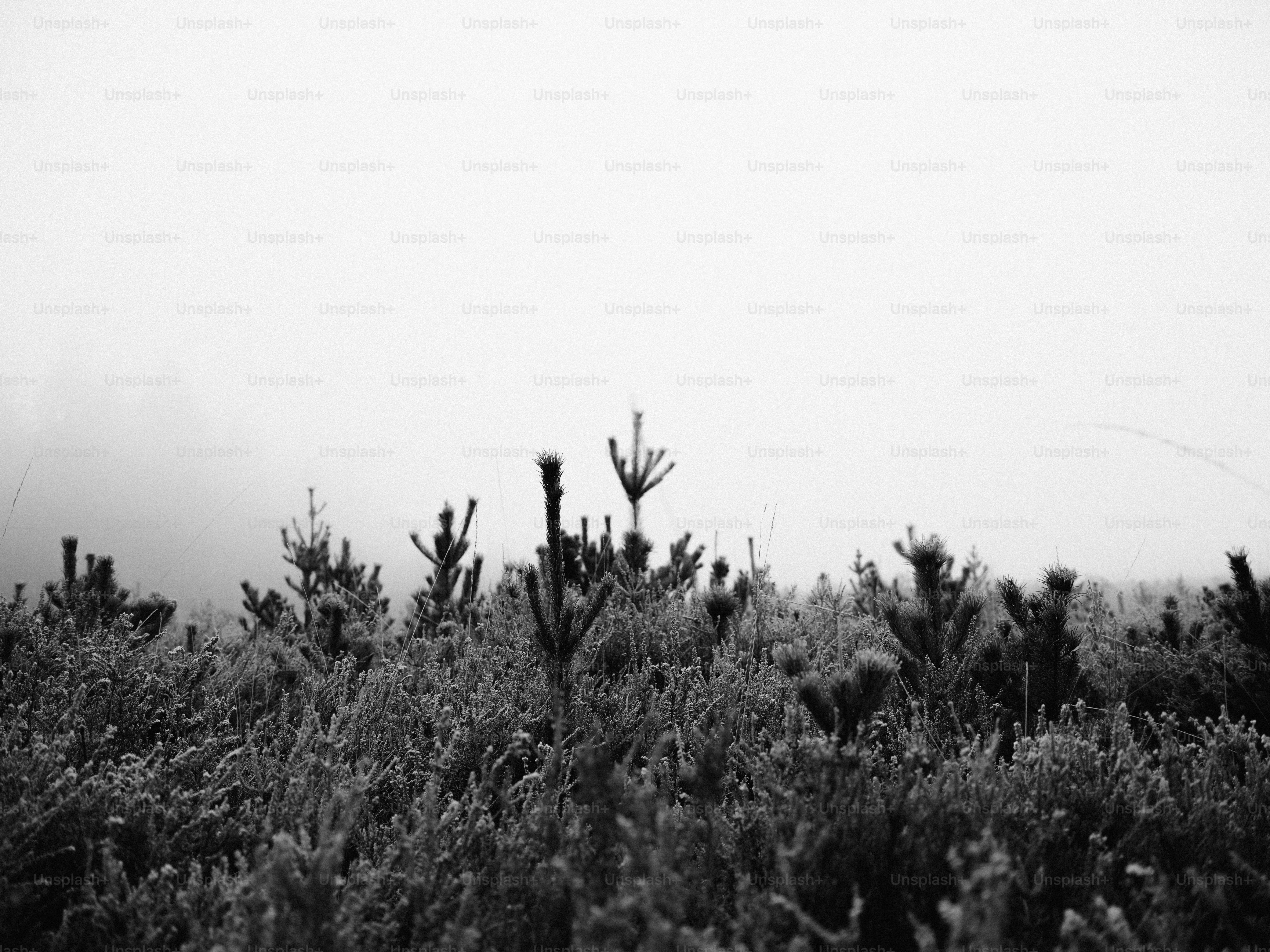 Young pine trees in a foggy, overcast landscape