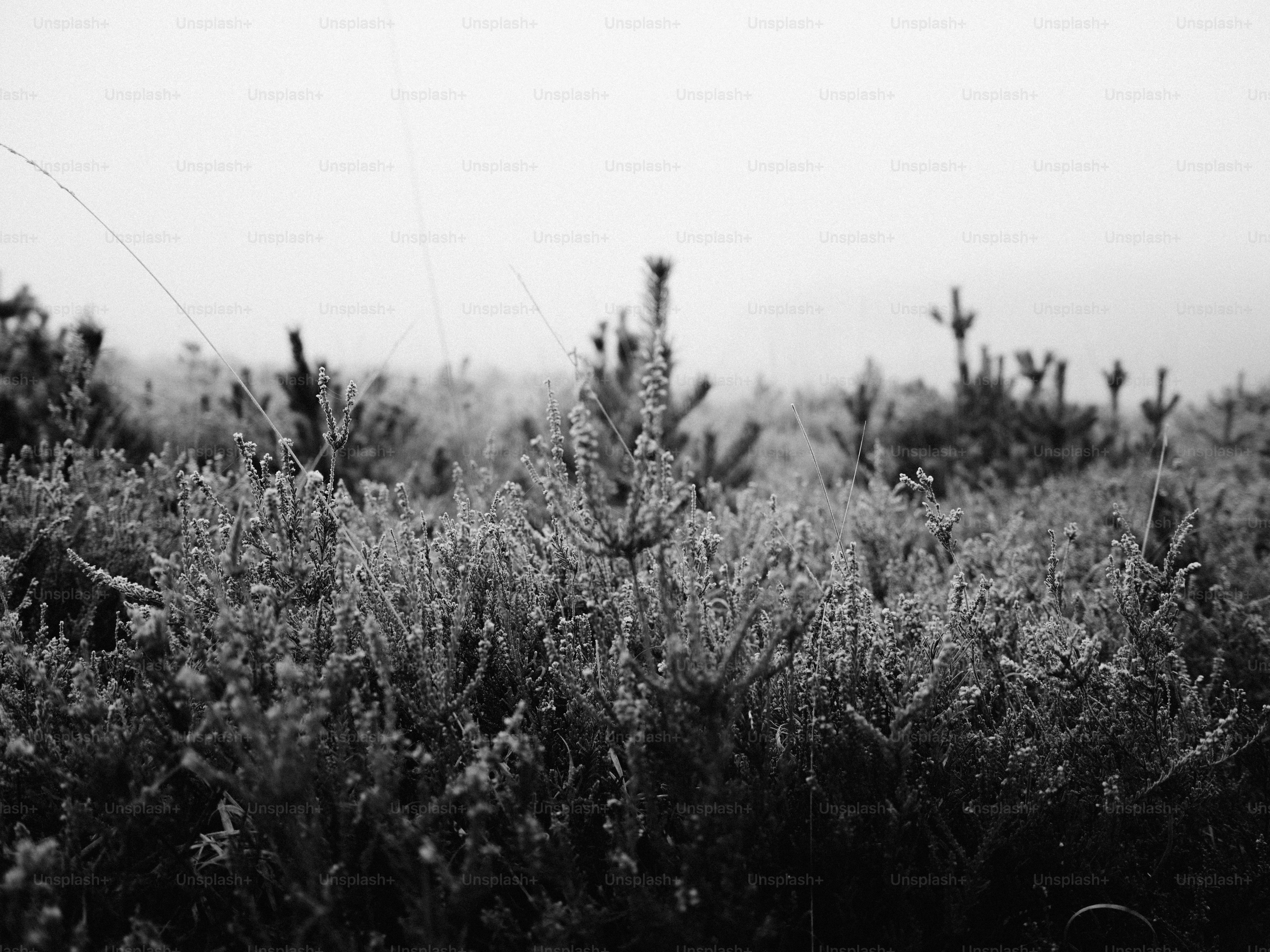 Misty morning over a field of young pine trees.