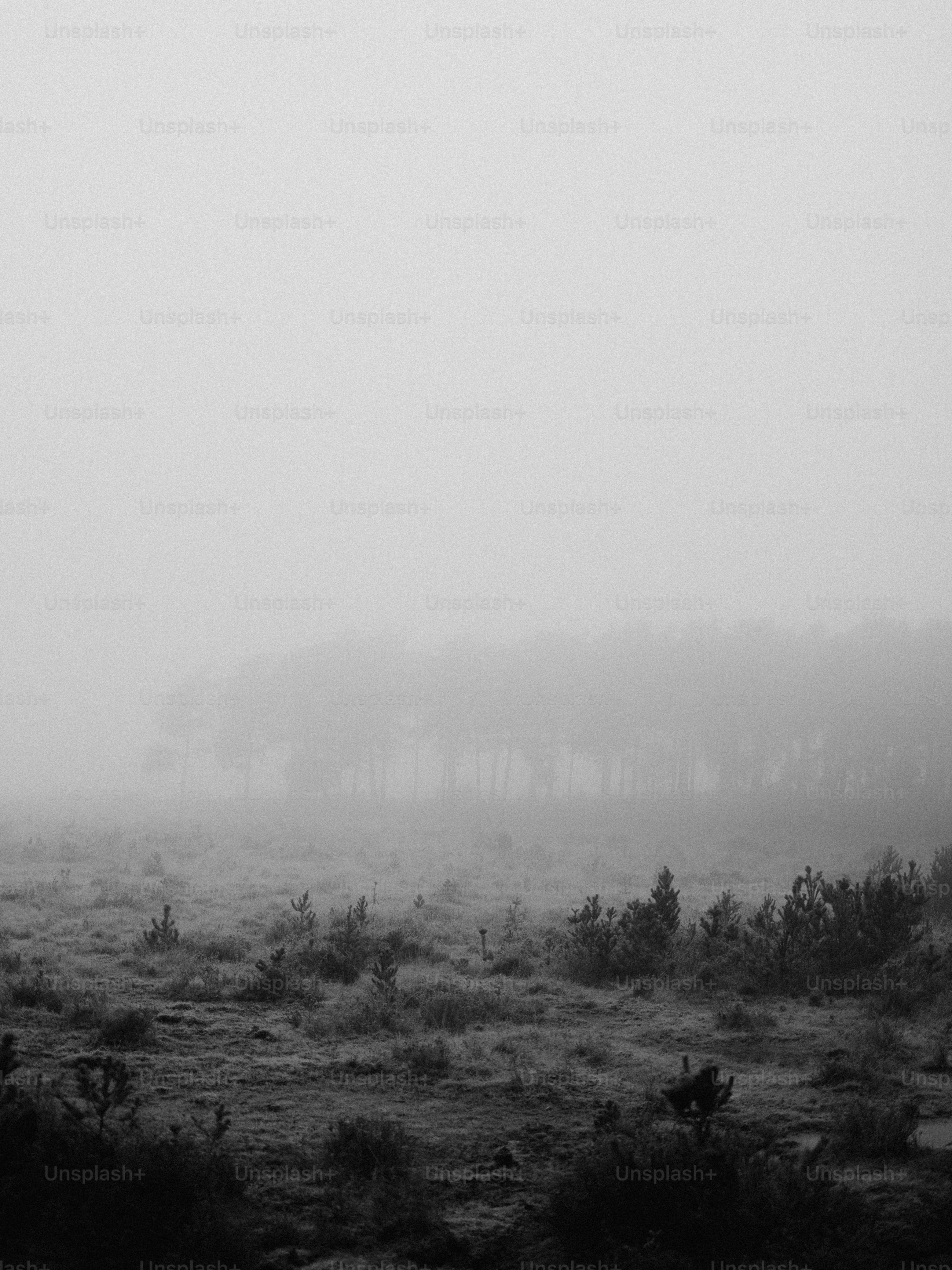 Misty forest landscape with sparse trees and brush.