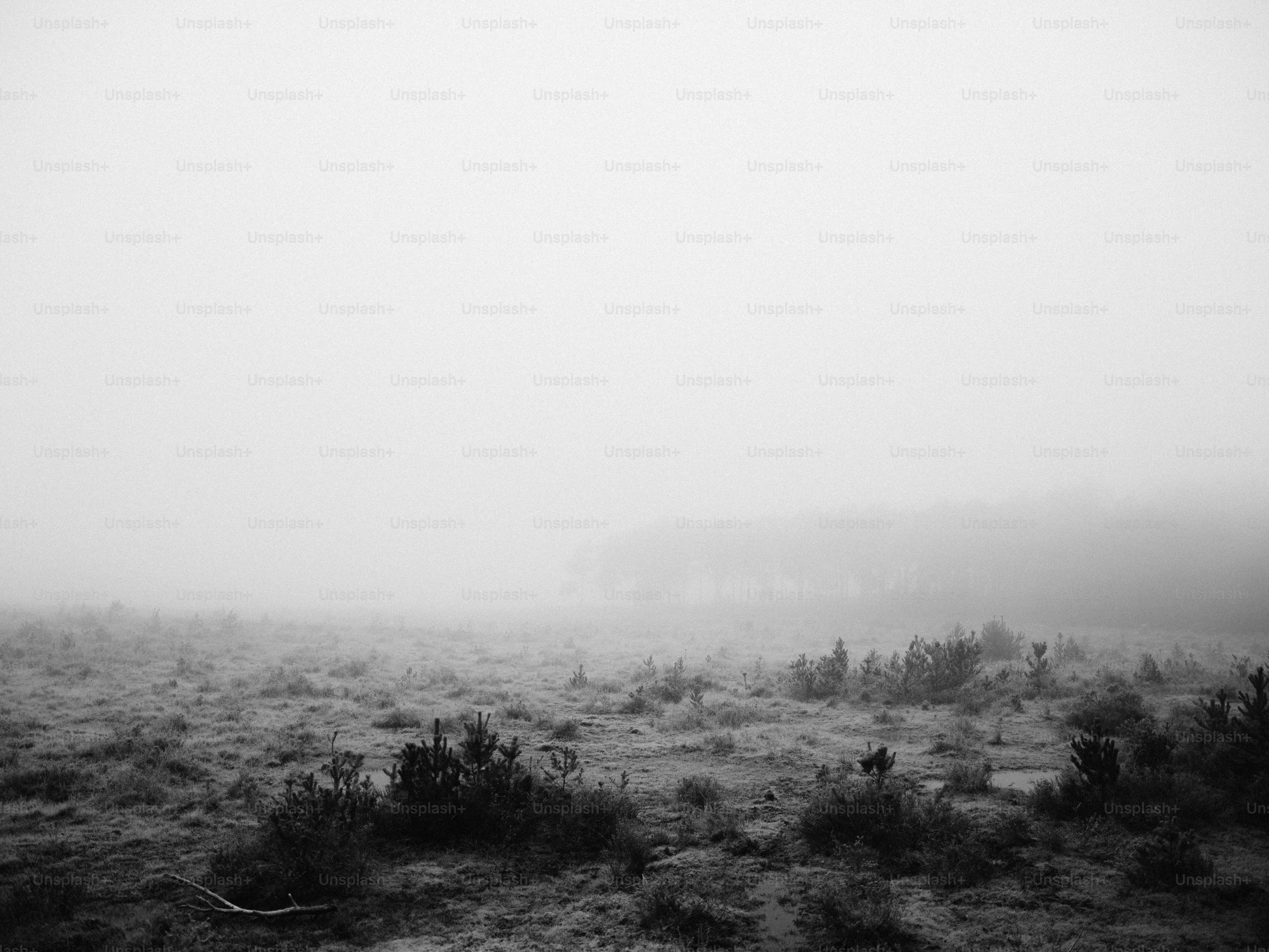 Misty landscape with low-lying bushes and trees.