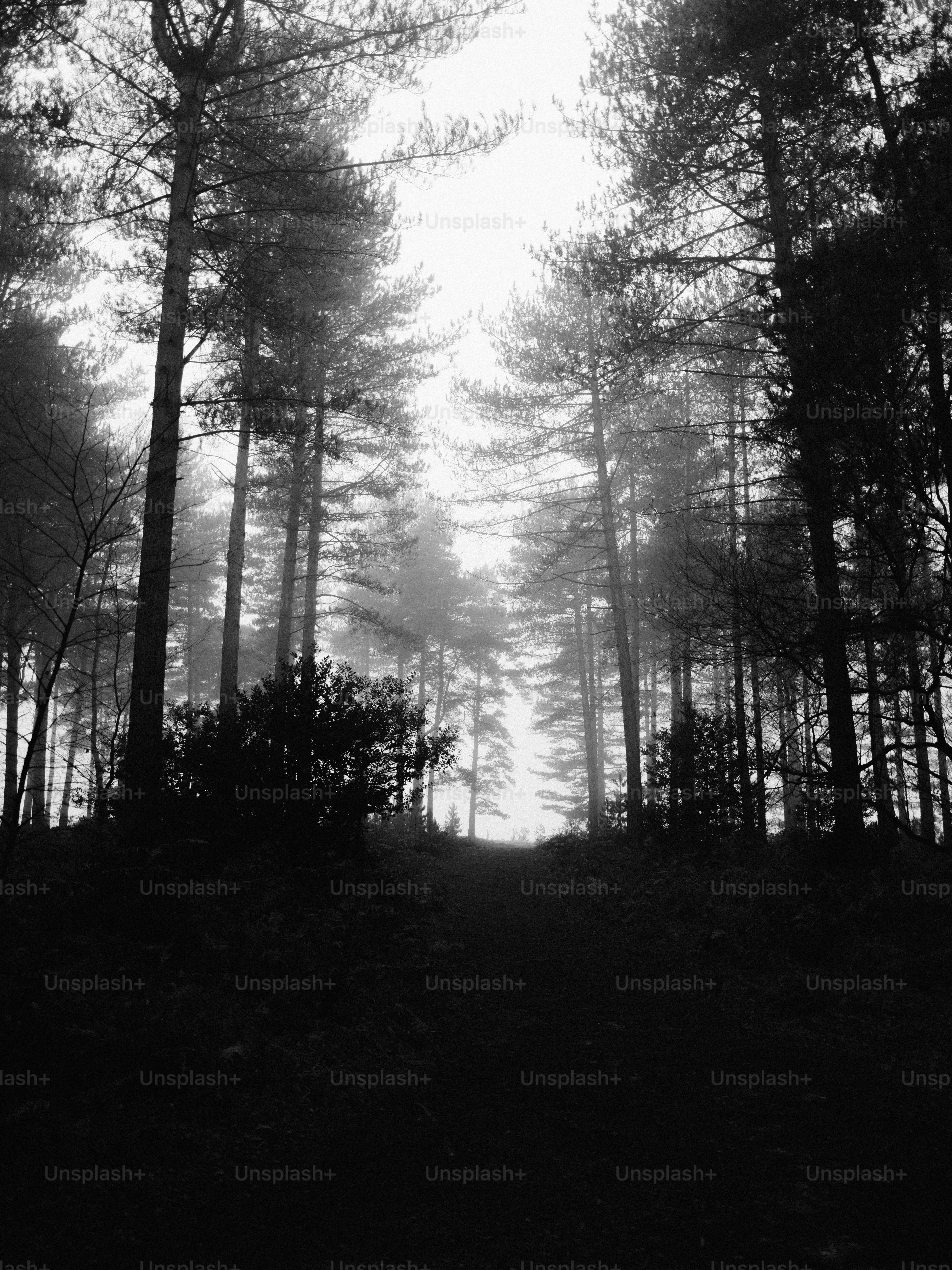 Misty forest path with tall pine trees.