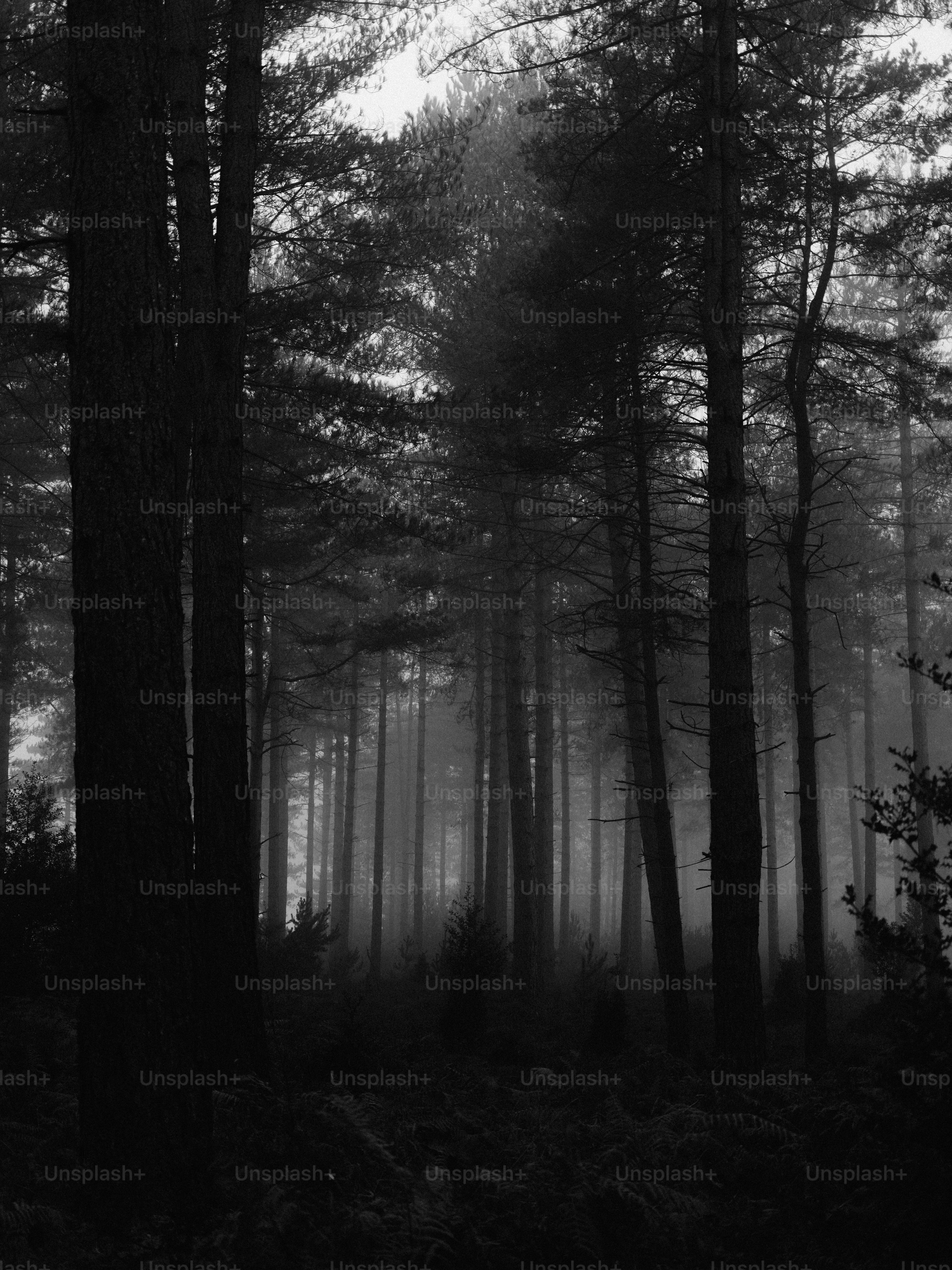Misty forest with tall dark trees in black and white.