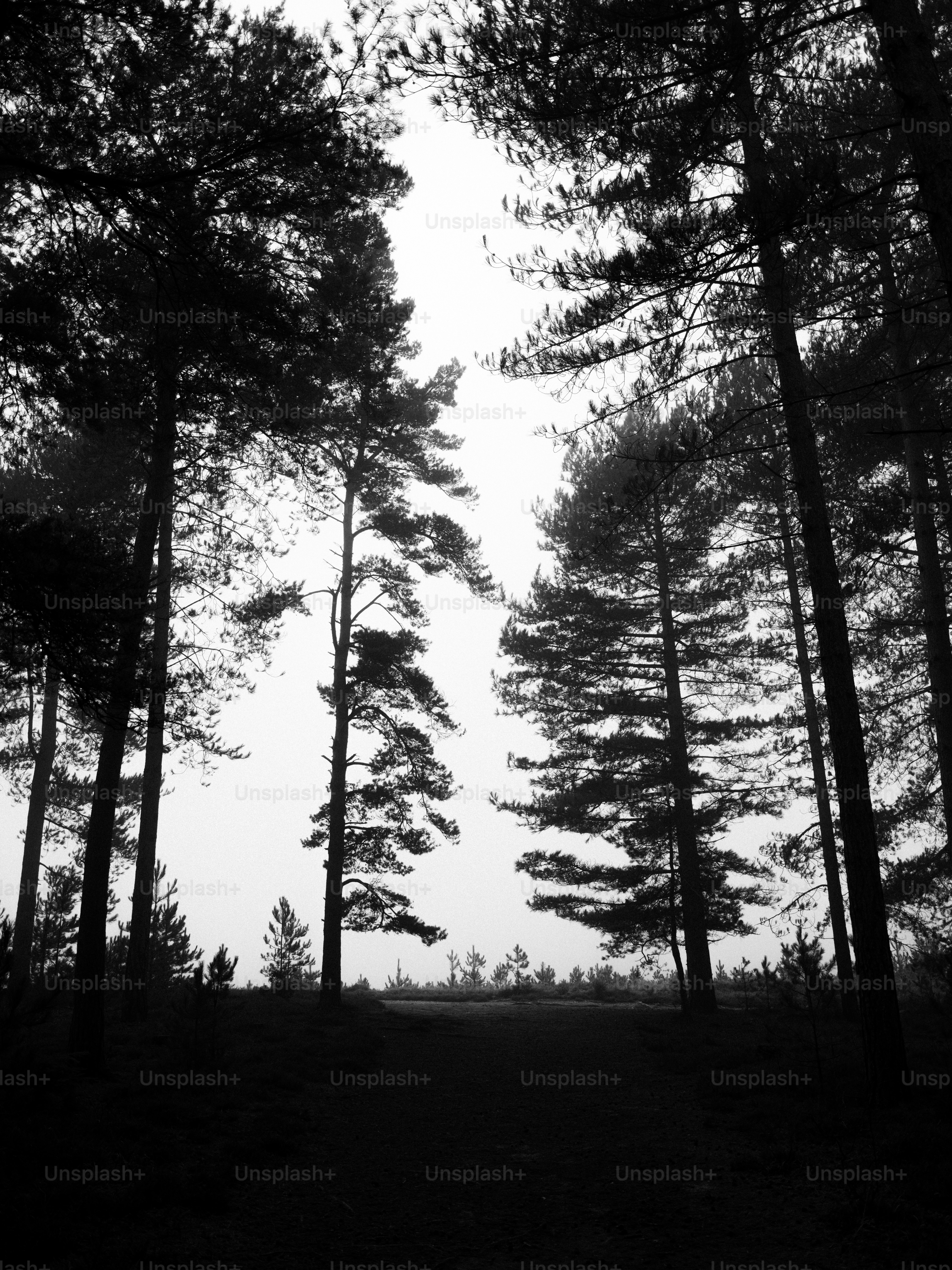 Tall pine trees silhouetted against a bright sky.