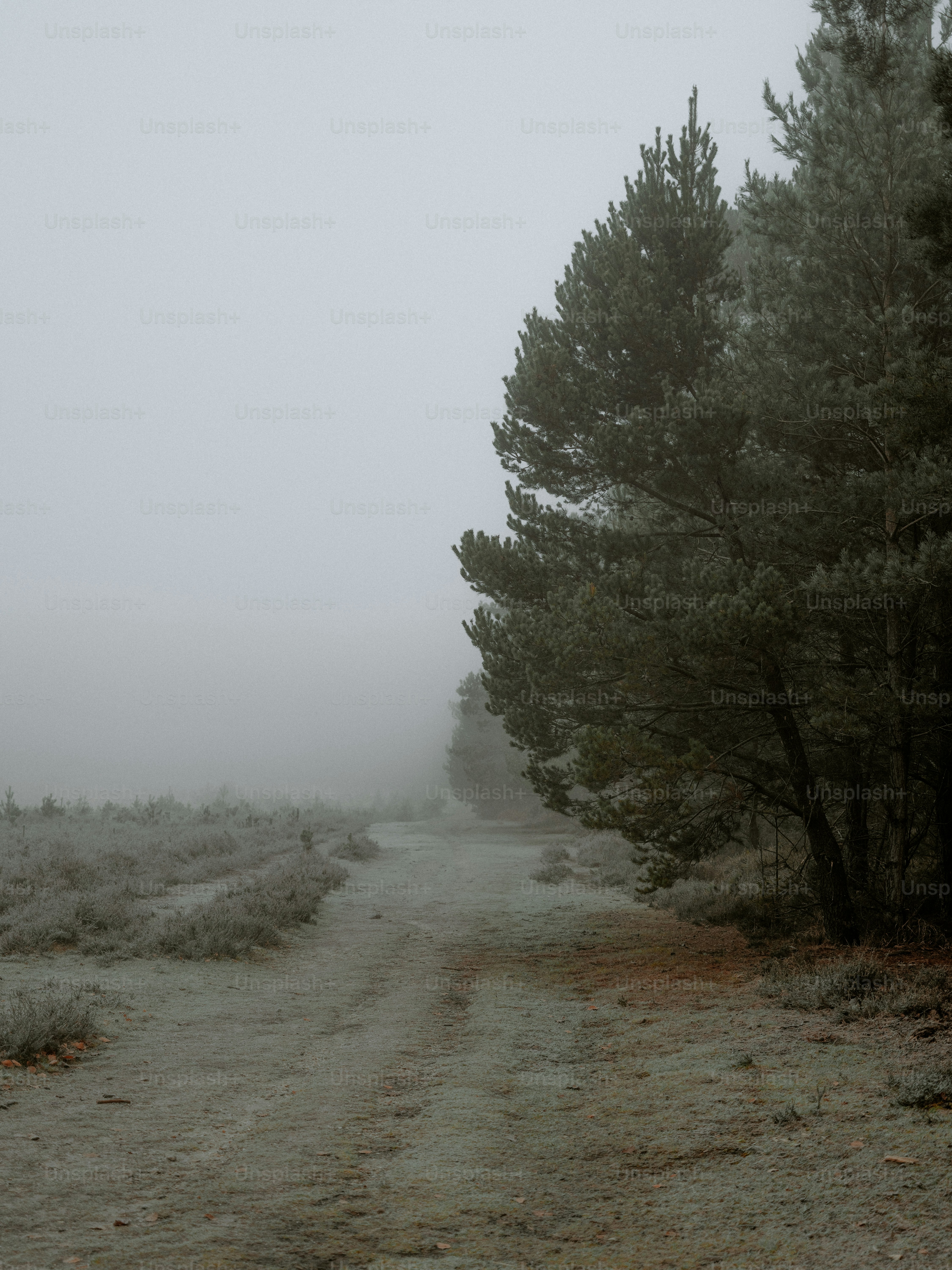 A foggy path through a dark forest. photo – Winter Image on Unsplash