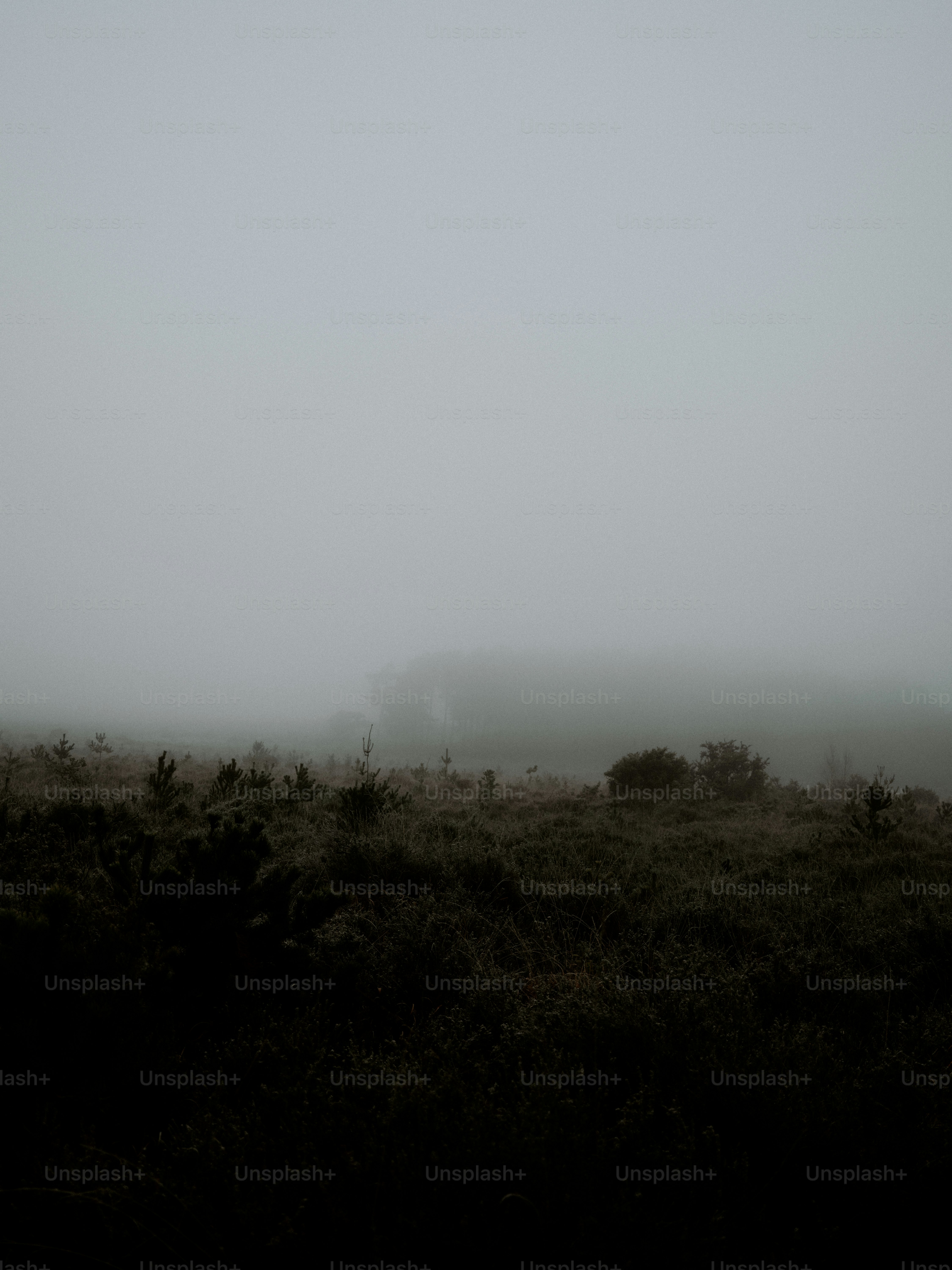 Misty moorland with low-lying vegetation and fog.