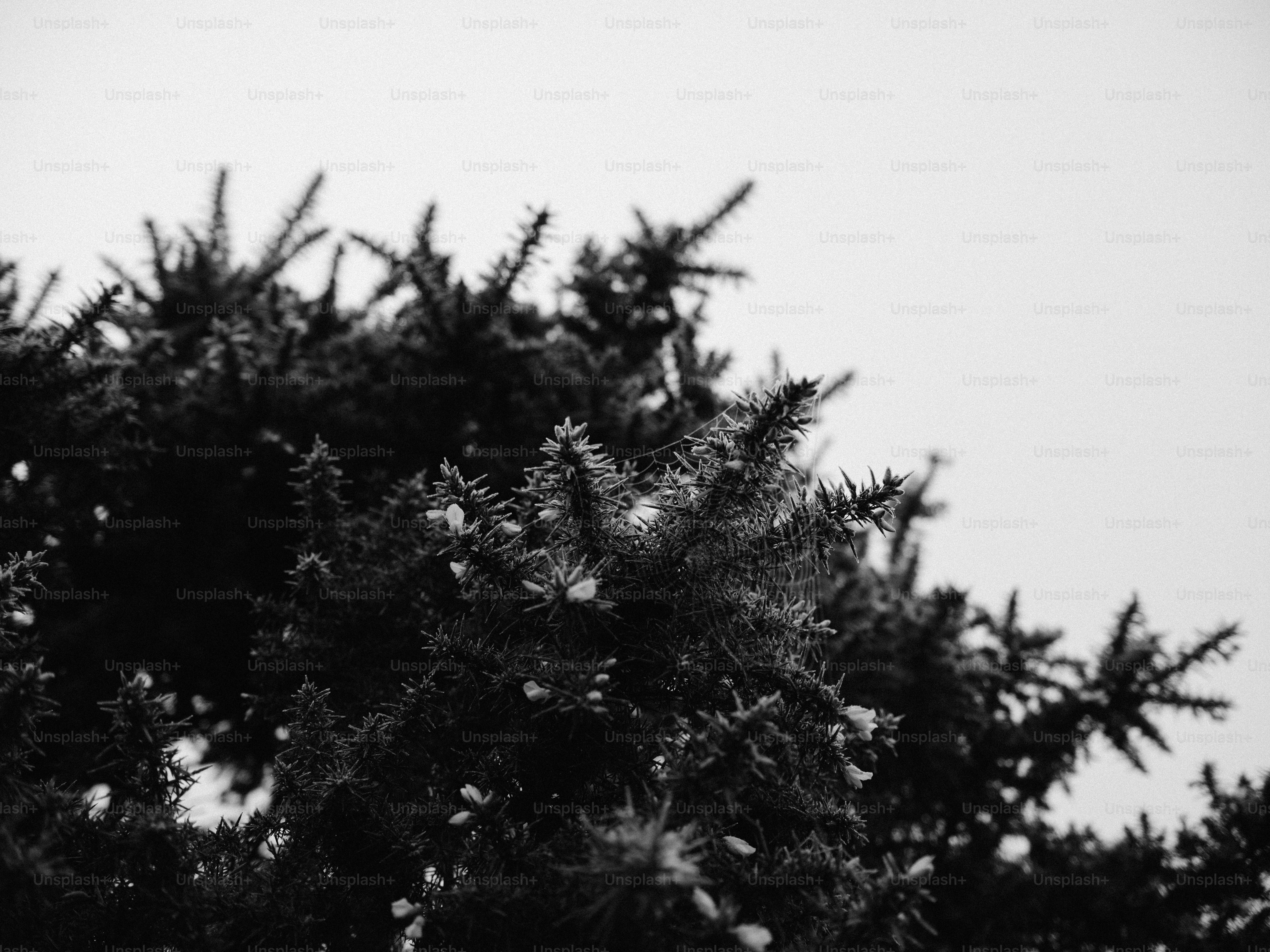 Close-up of dark pine needles against a bright sky