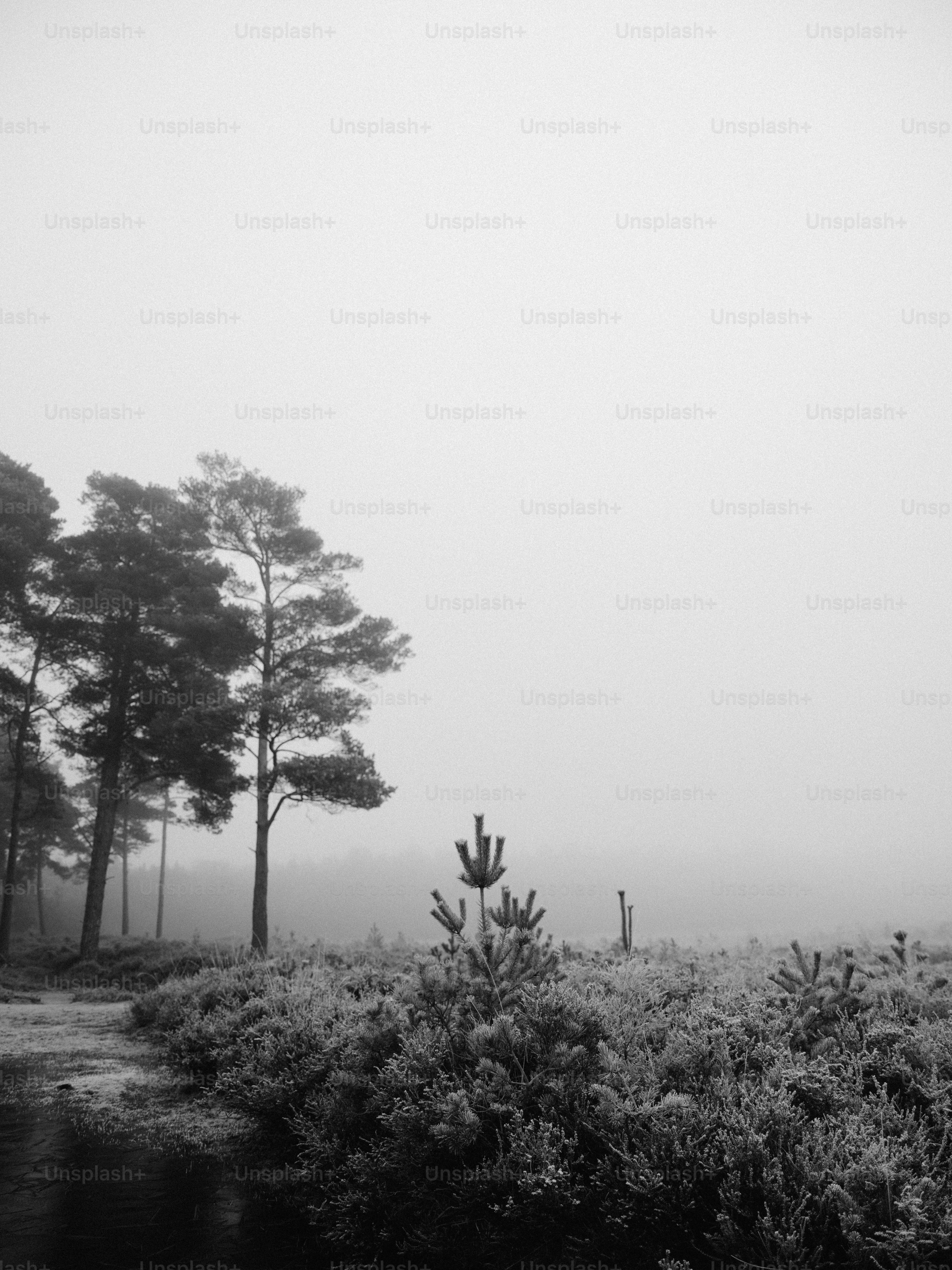 Misty forest landscape with pine trees and bushes photo – Outdoor Image ...