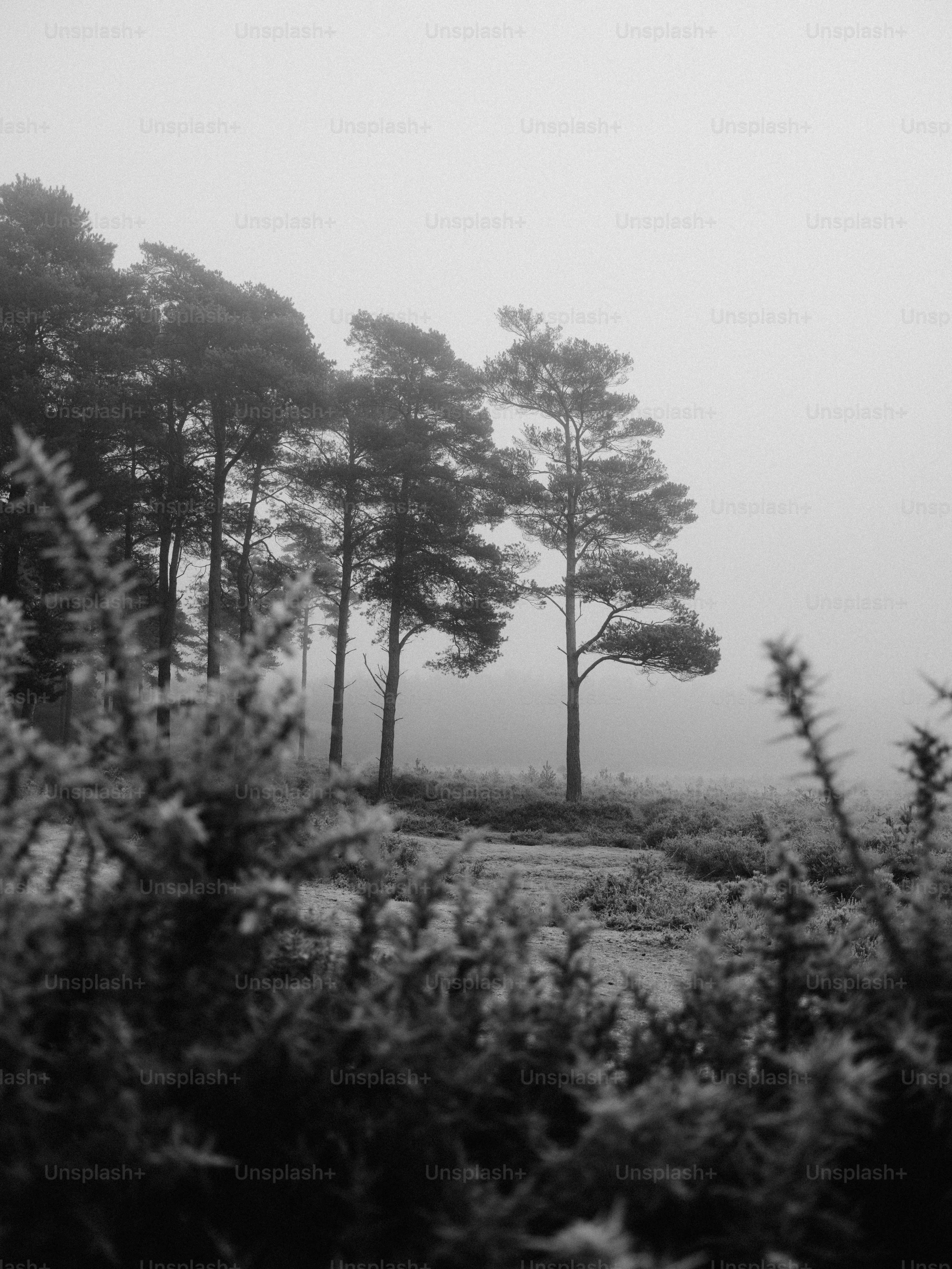 Pine trees silhouetted against a foggy sky.
