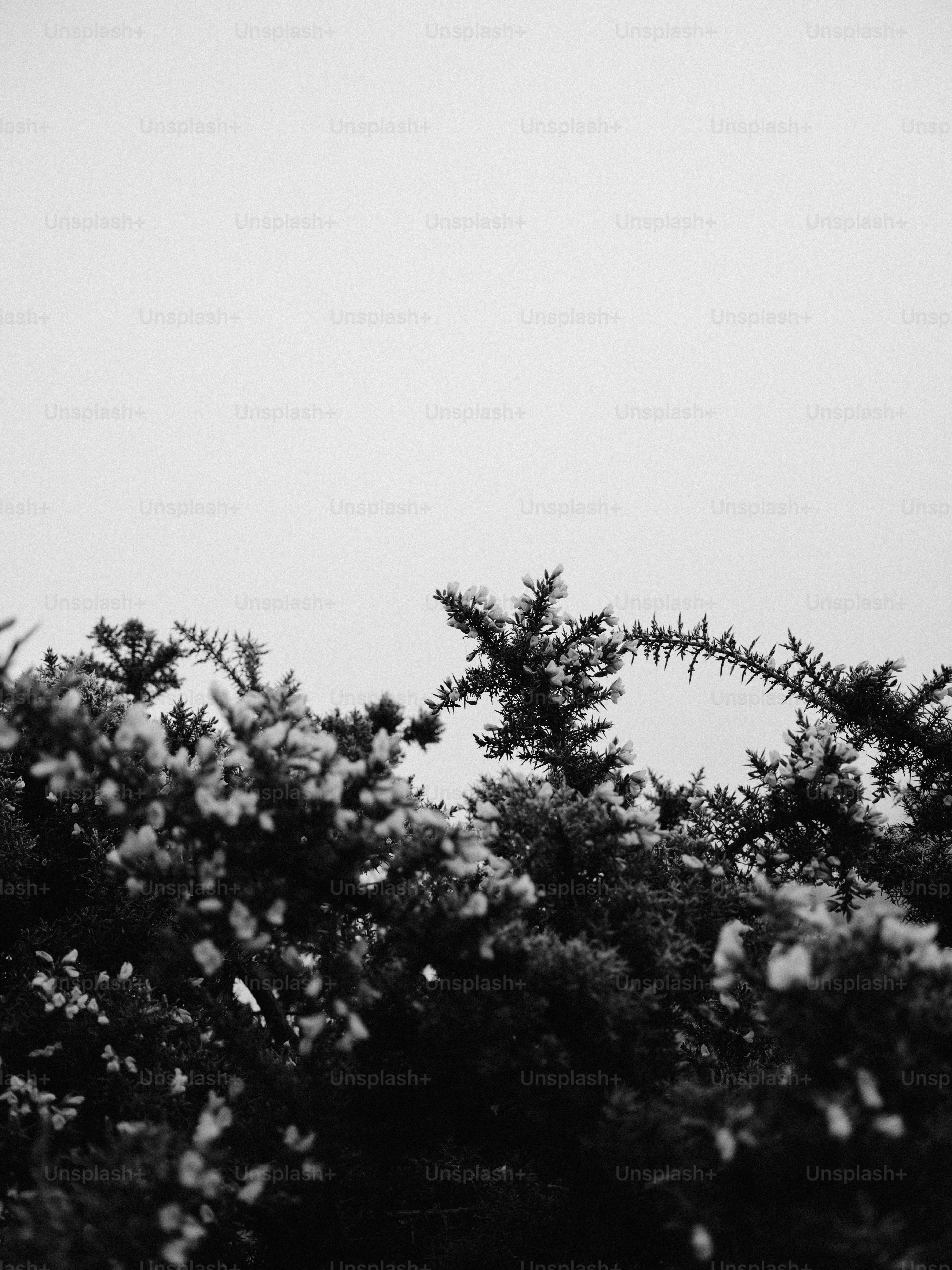 Snow-covered evergreen branches against a bright sky
