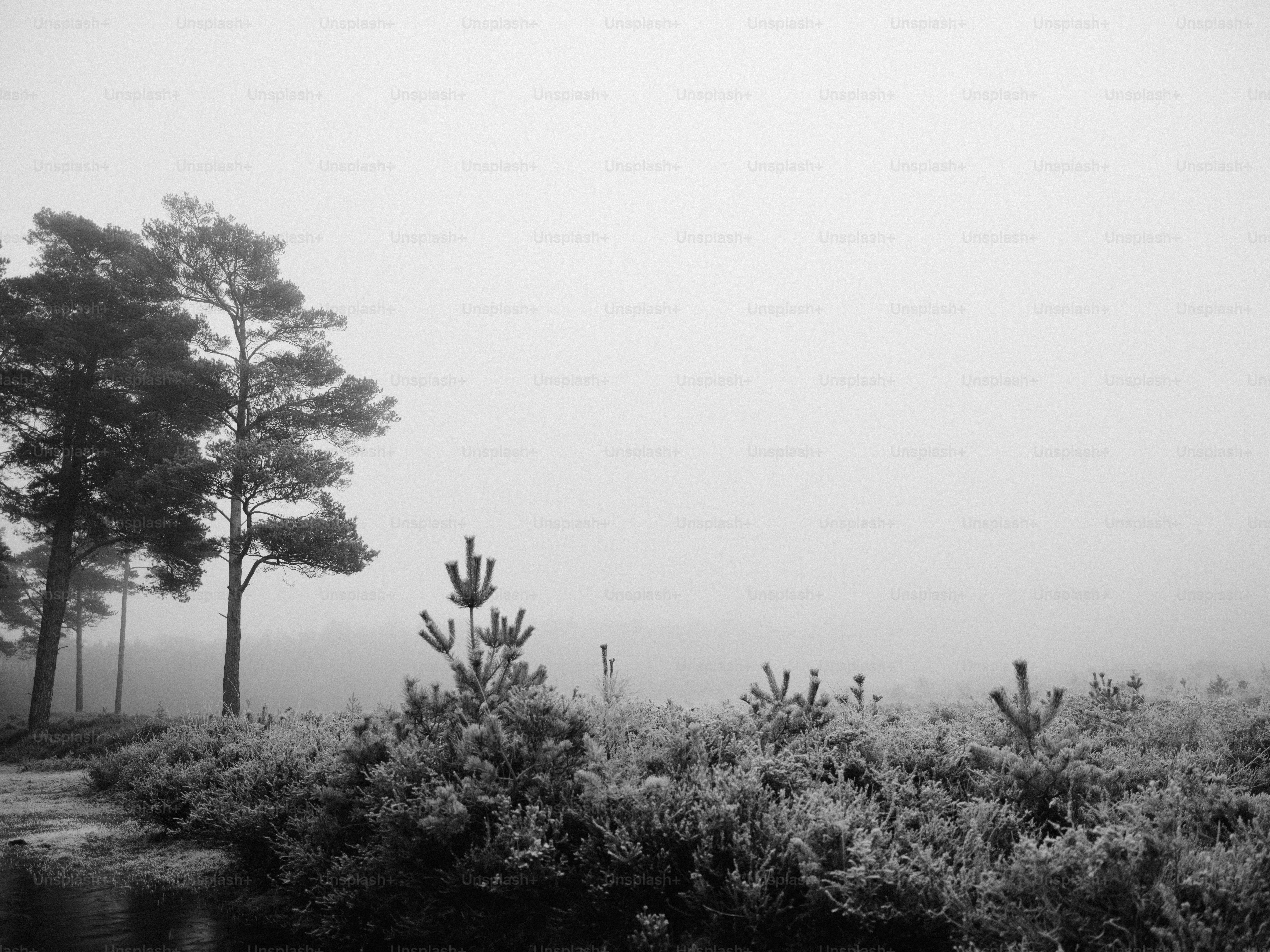 Misty forest landscape with pine trees and fog foto – Imagen de ...