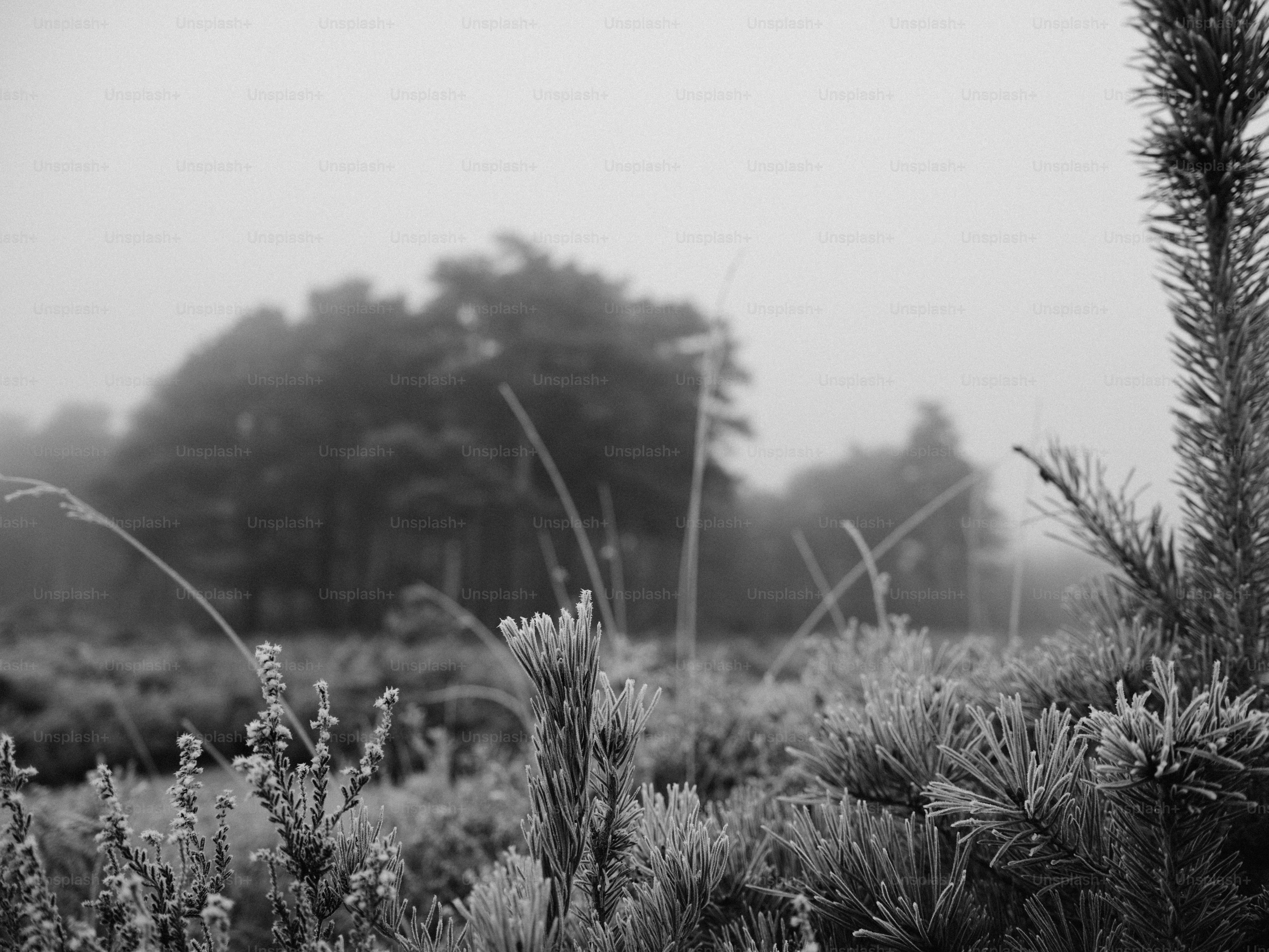Frost-covered plants in a misty forest setting.