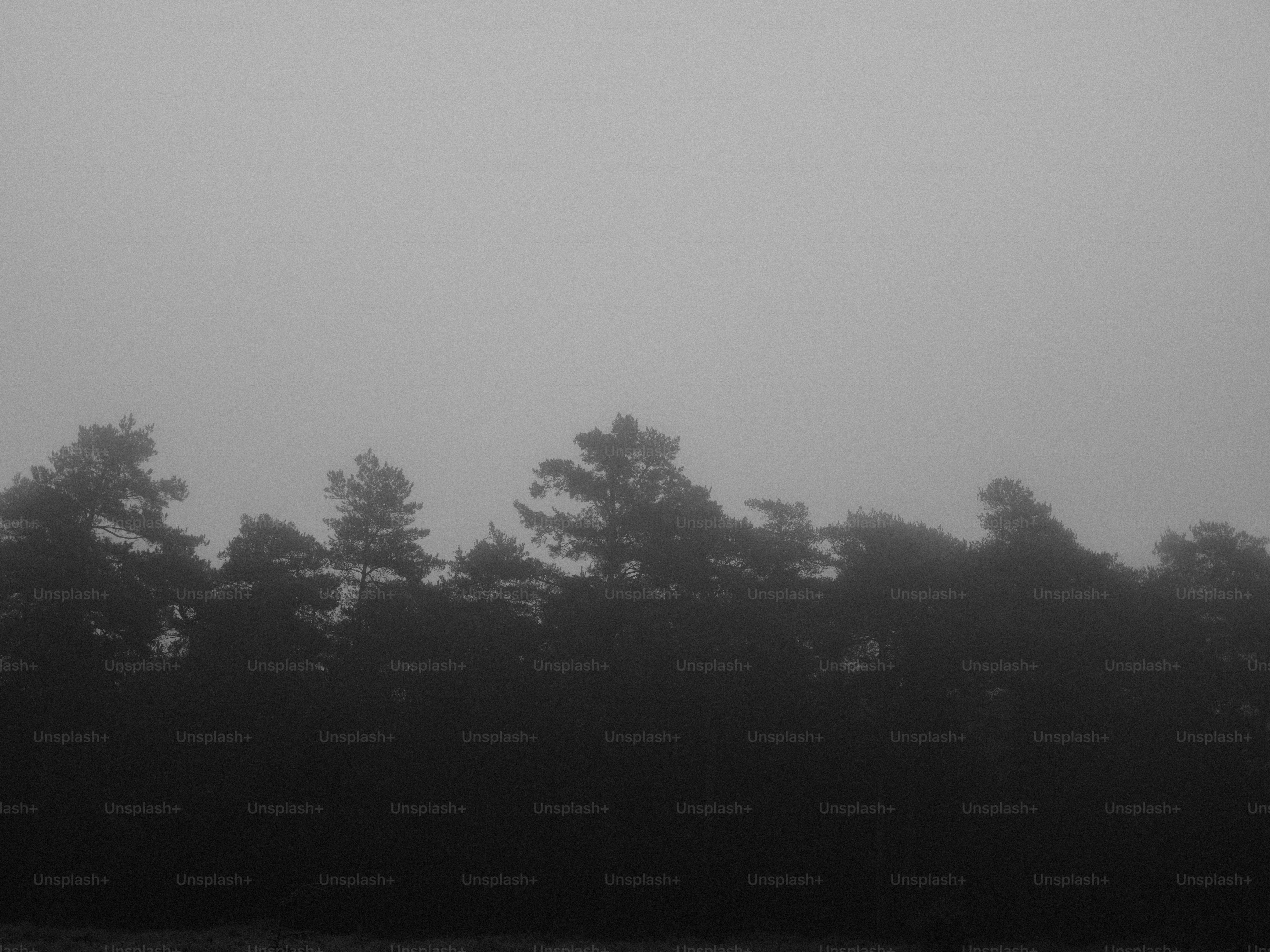 Dark forest silhouette shrouded in heavy fog