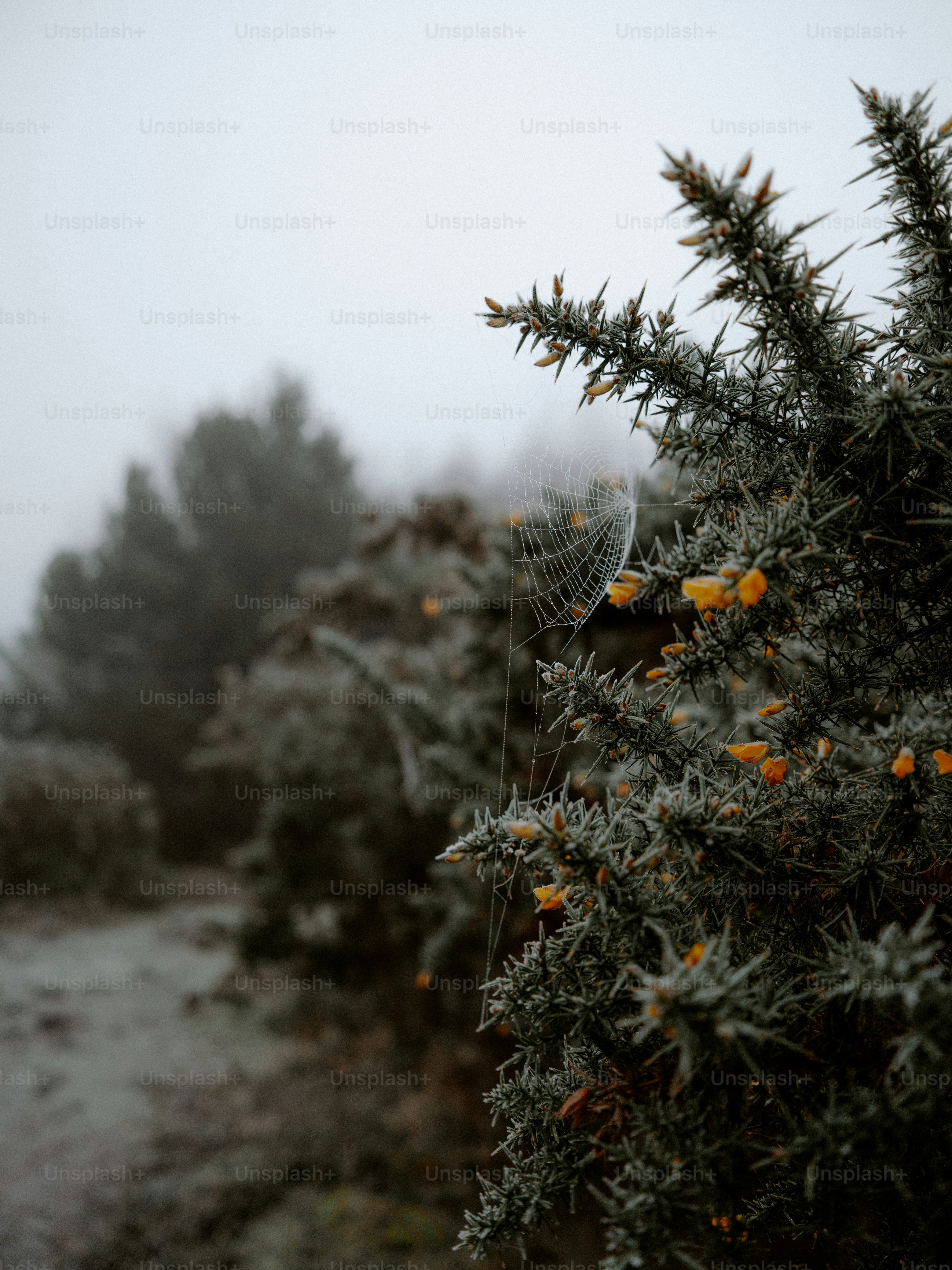 Frosty spiderweb on a thorny bush with yellow flowers.