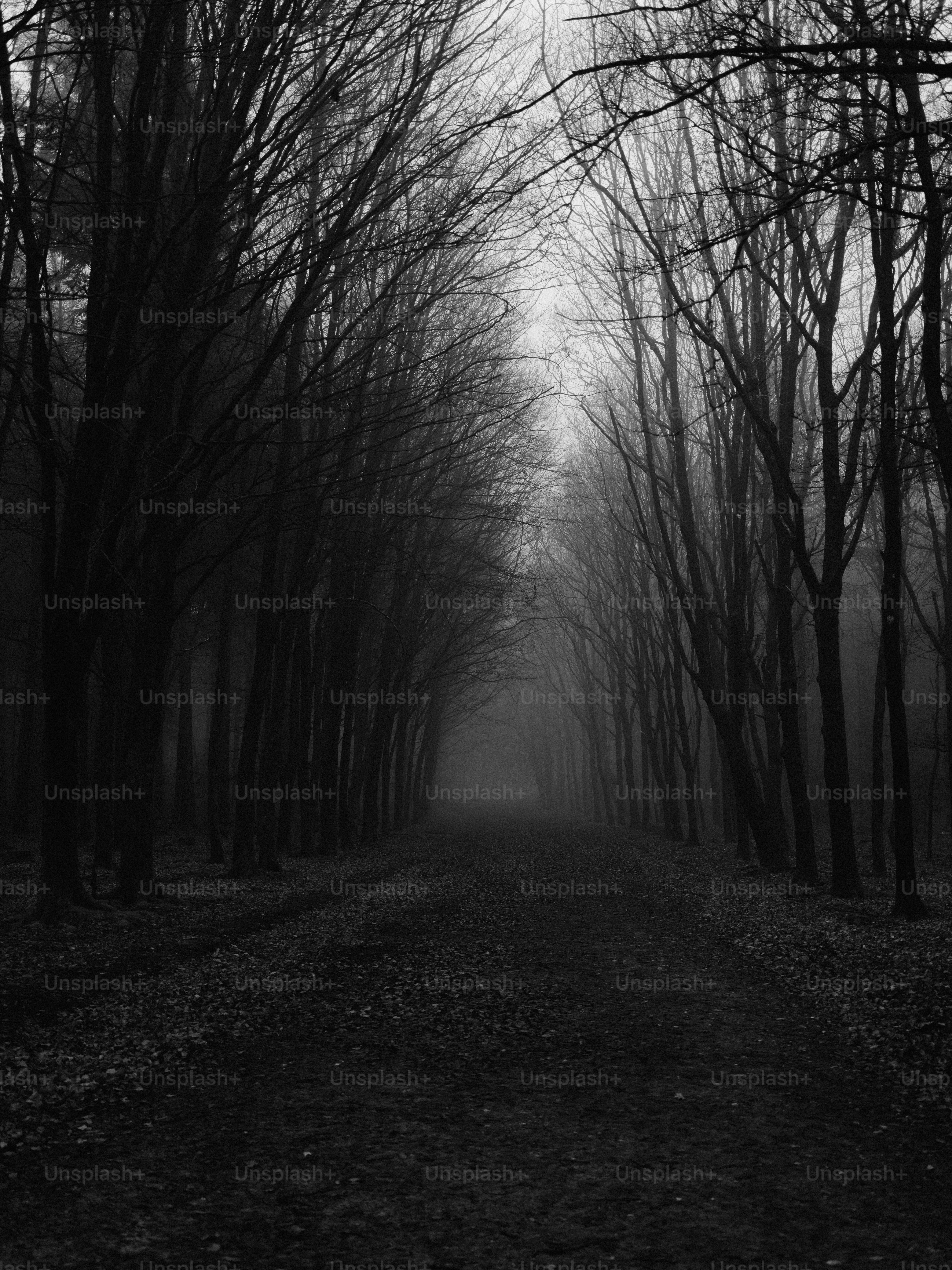 A dark, misty forest path lined with bare trees.