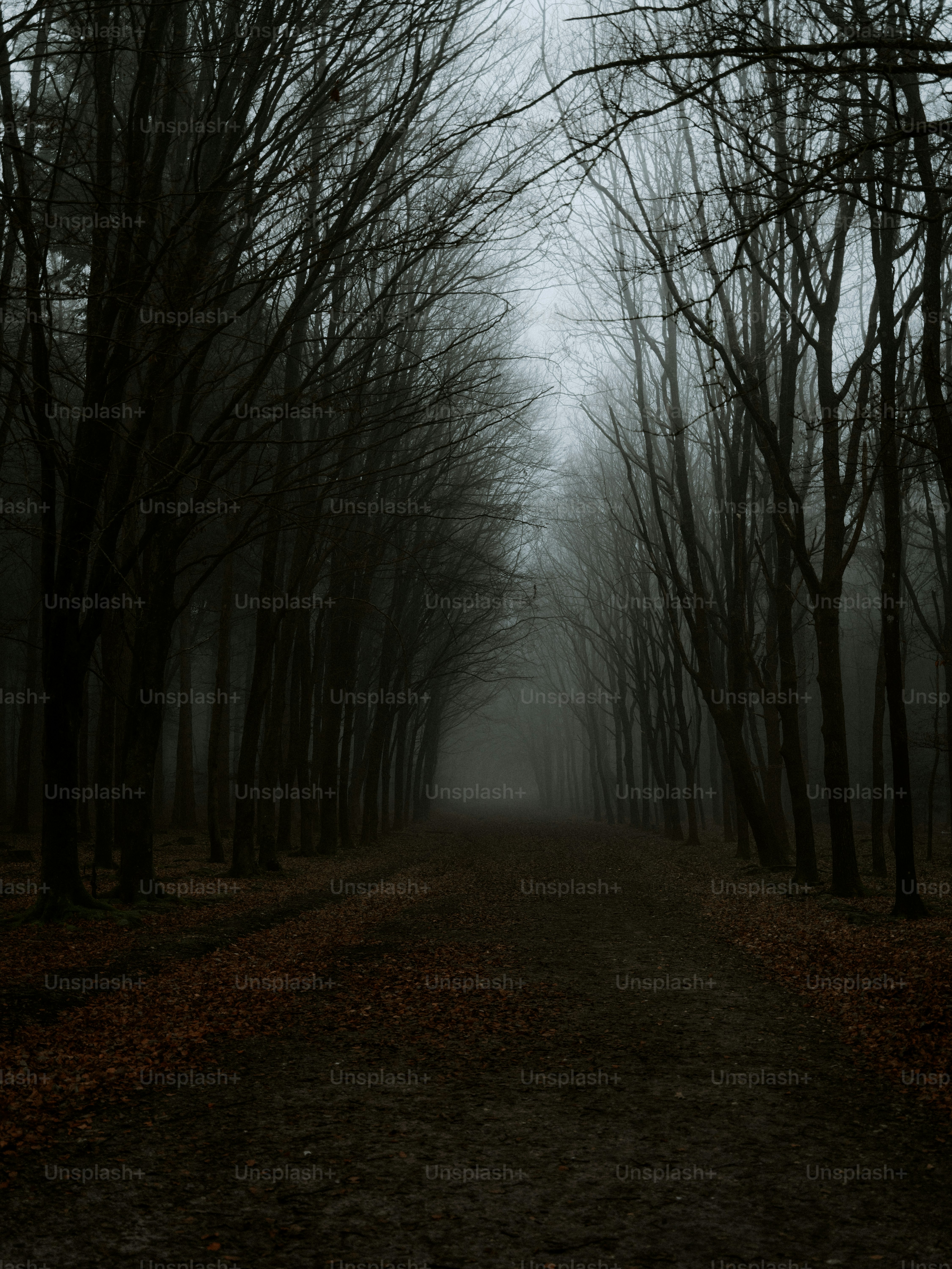 A dark, misty forest path lined with bare trees.