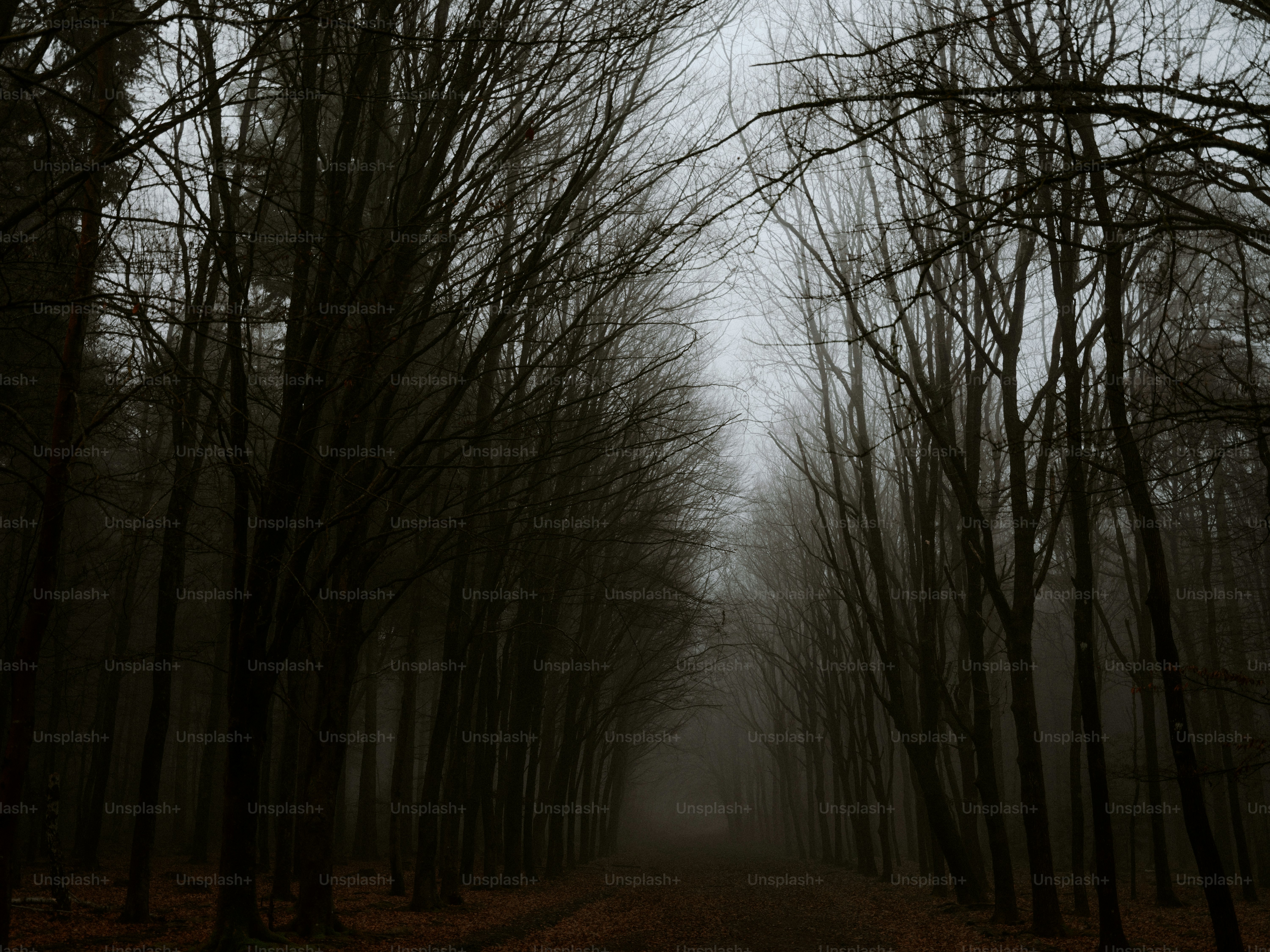 Bare trees line a misty forest path