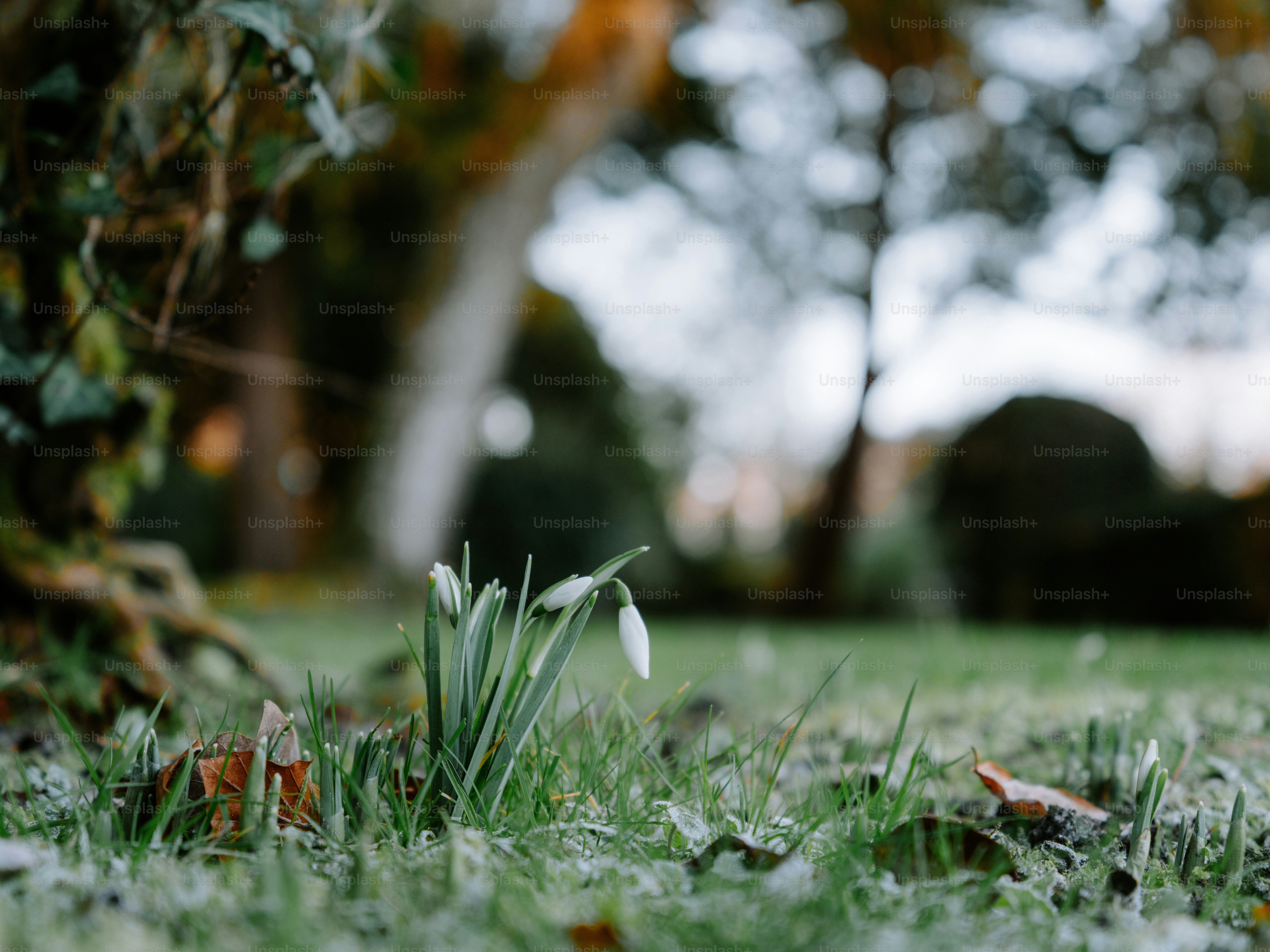 Delicate snowdrops bloom in a grassy garden