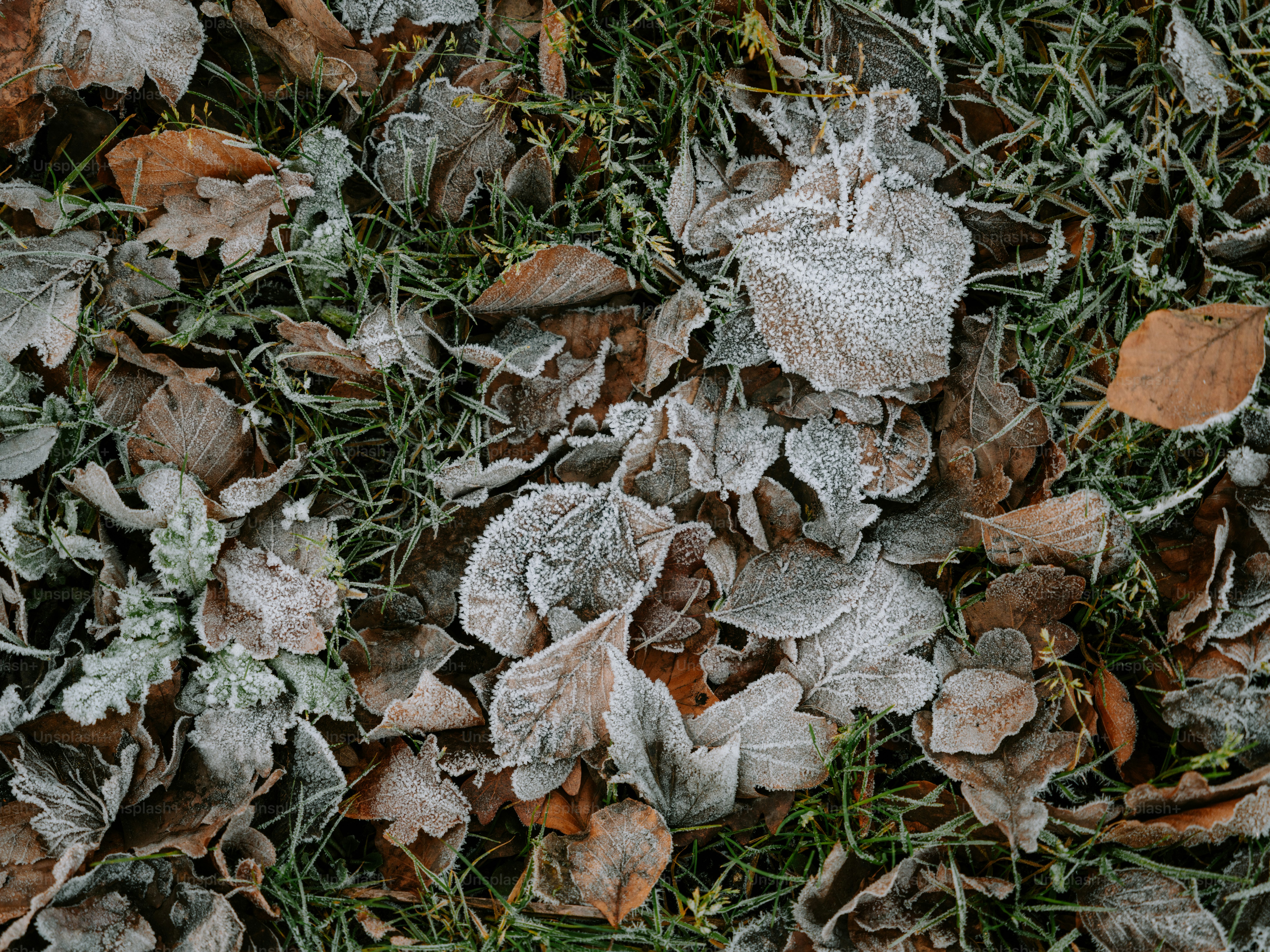 Frost-covered autumn leaves on green grass.