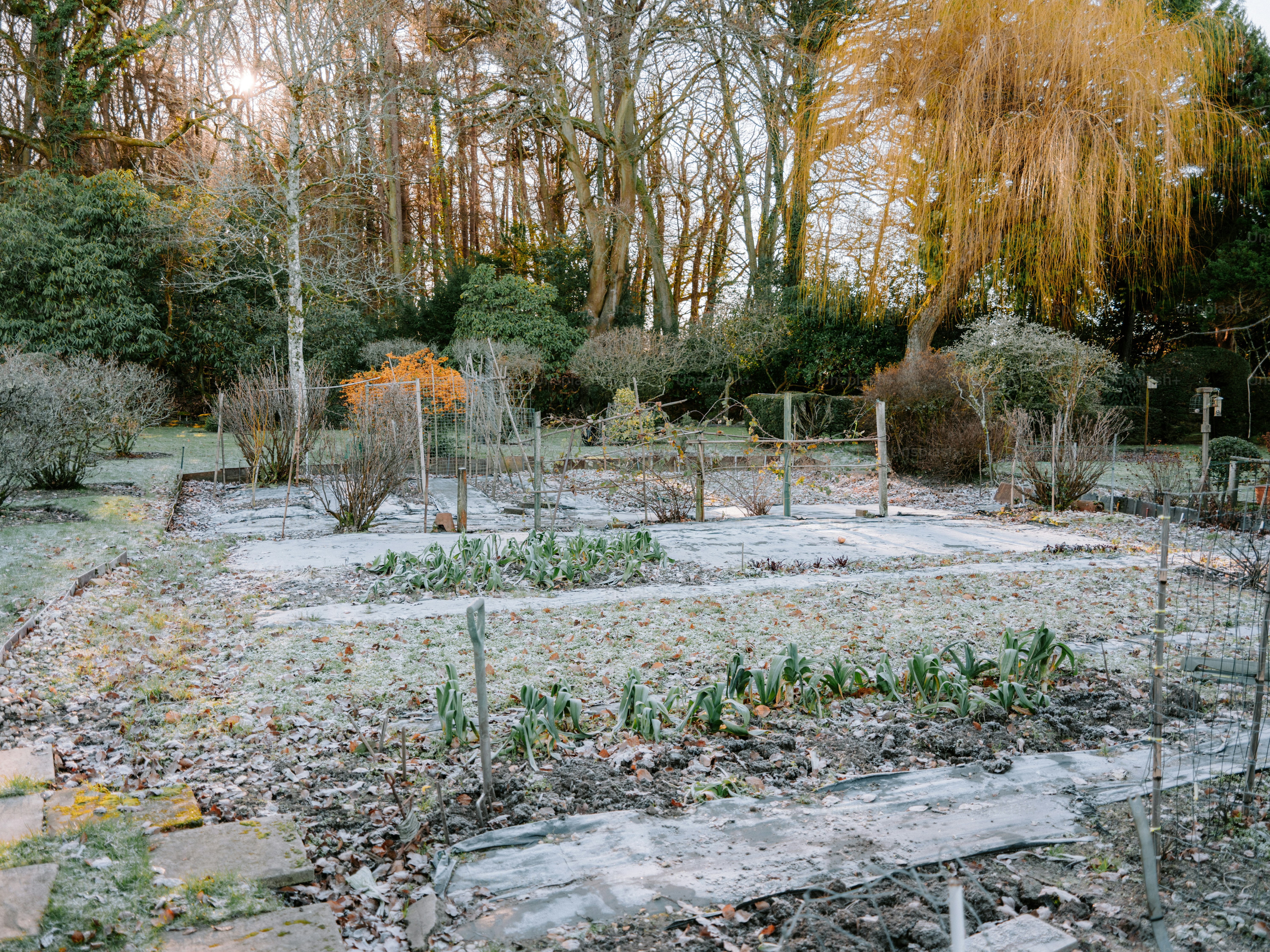 Frost covered garden beds with bare trees in background