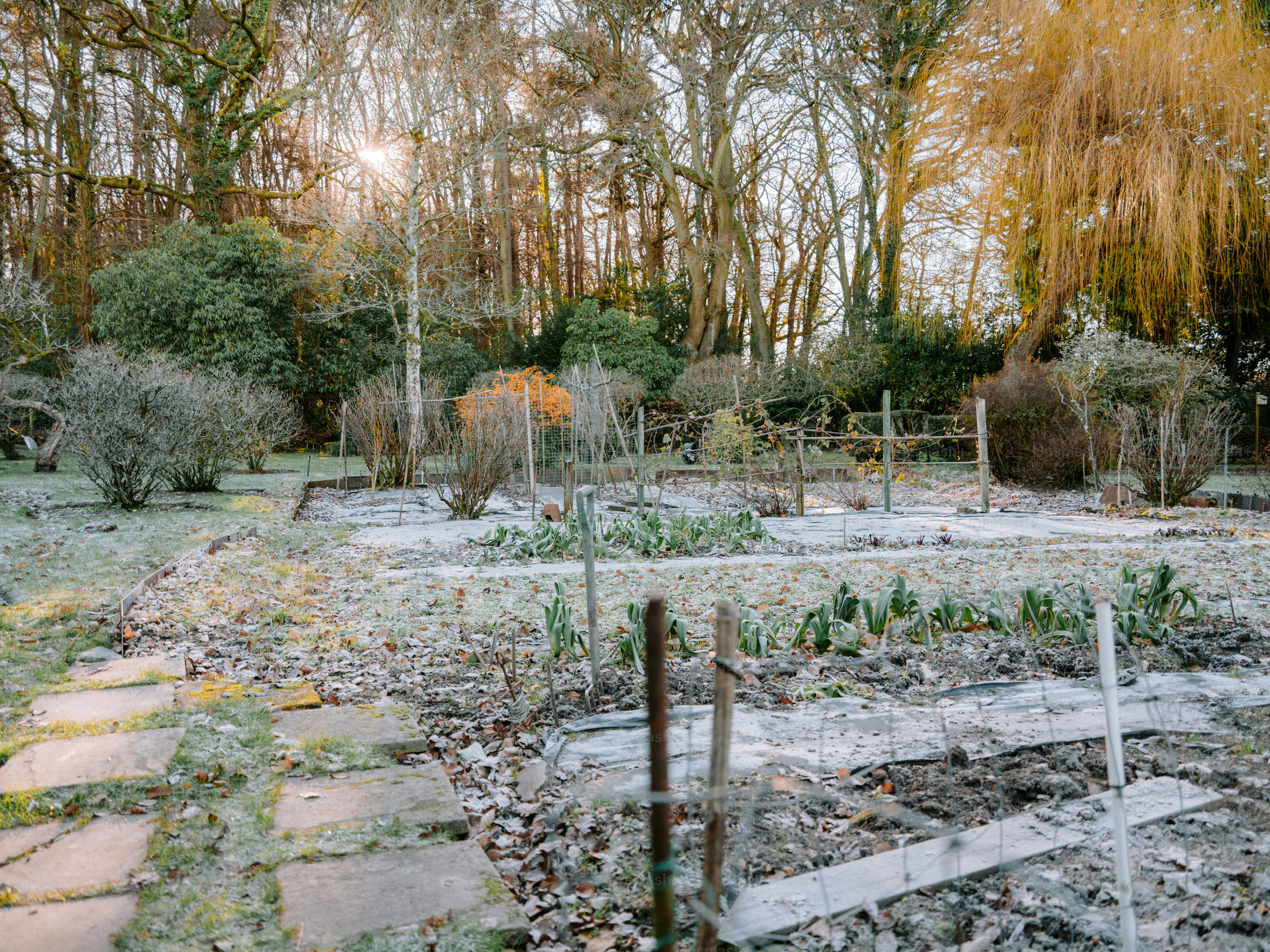 Garden transformation