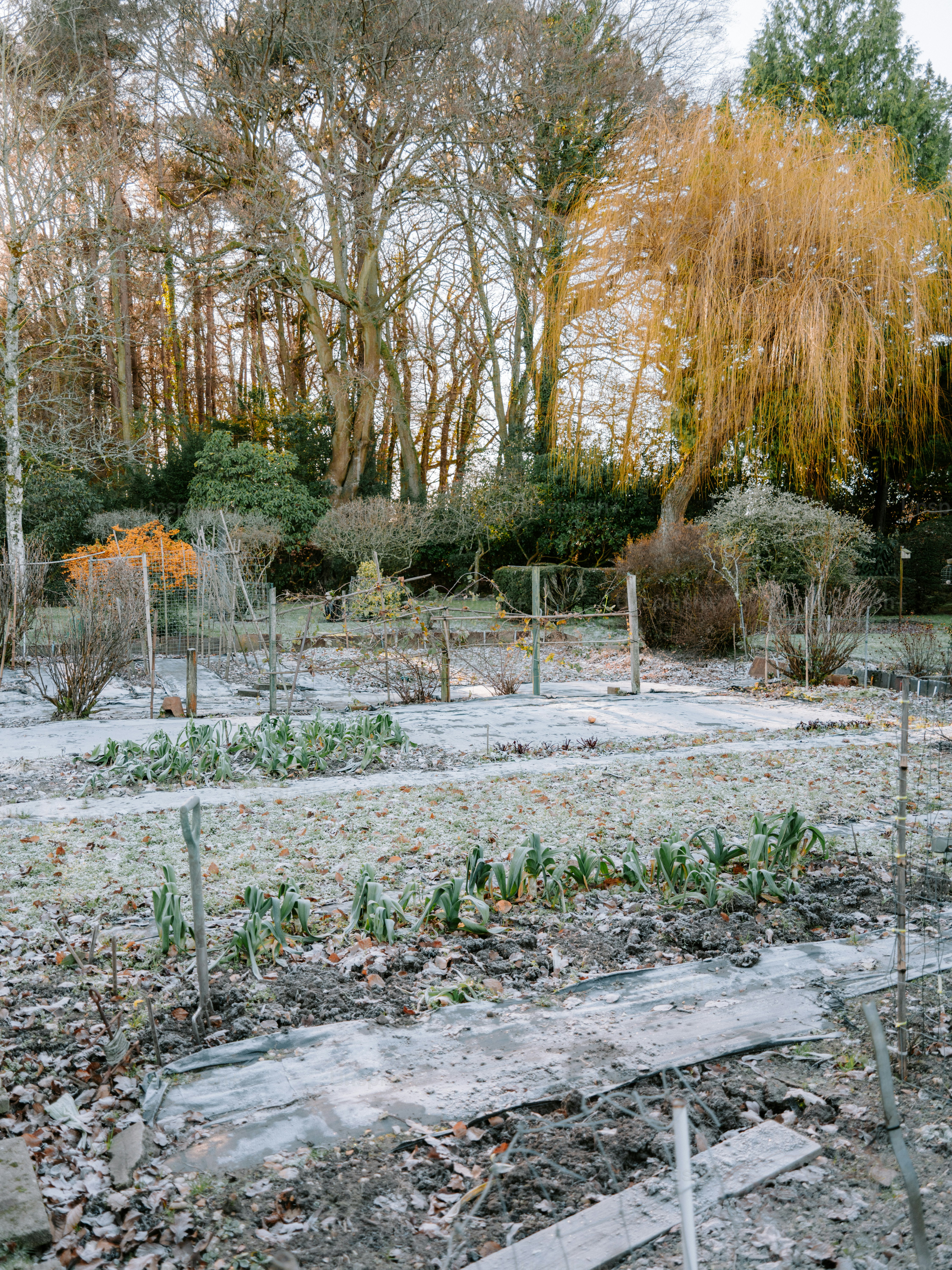 Frosty garden beds with trees in the background