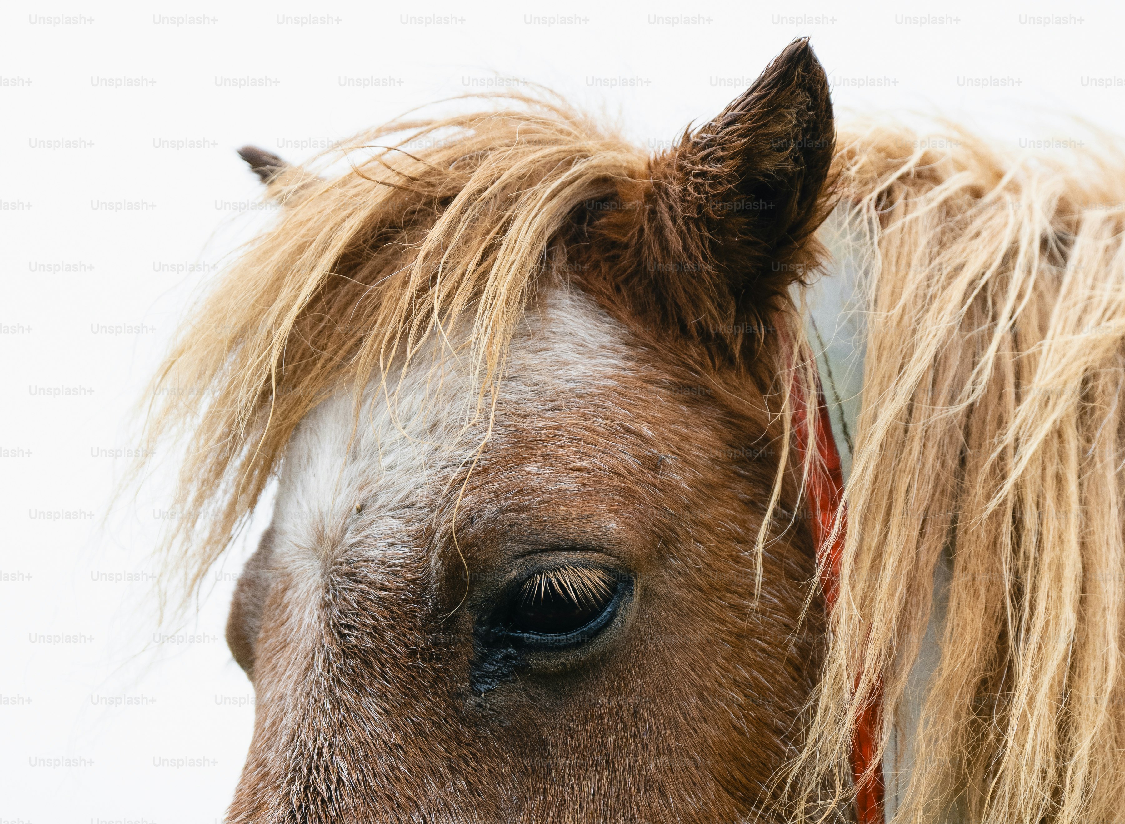Close up of a brown horse's head