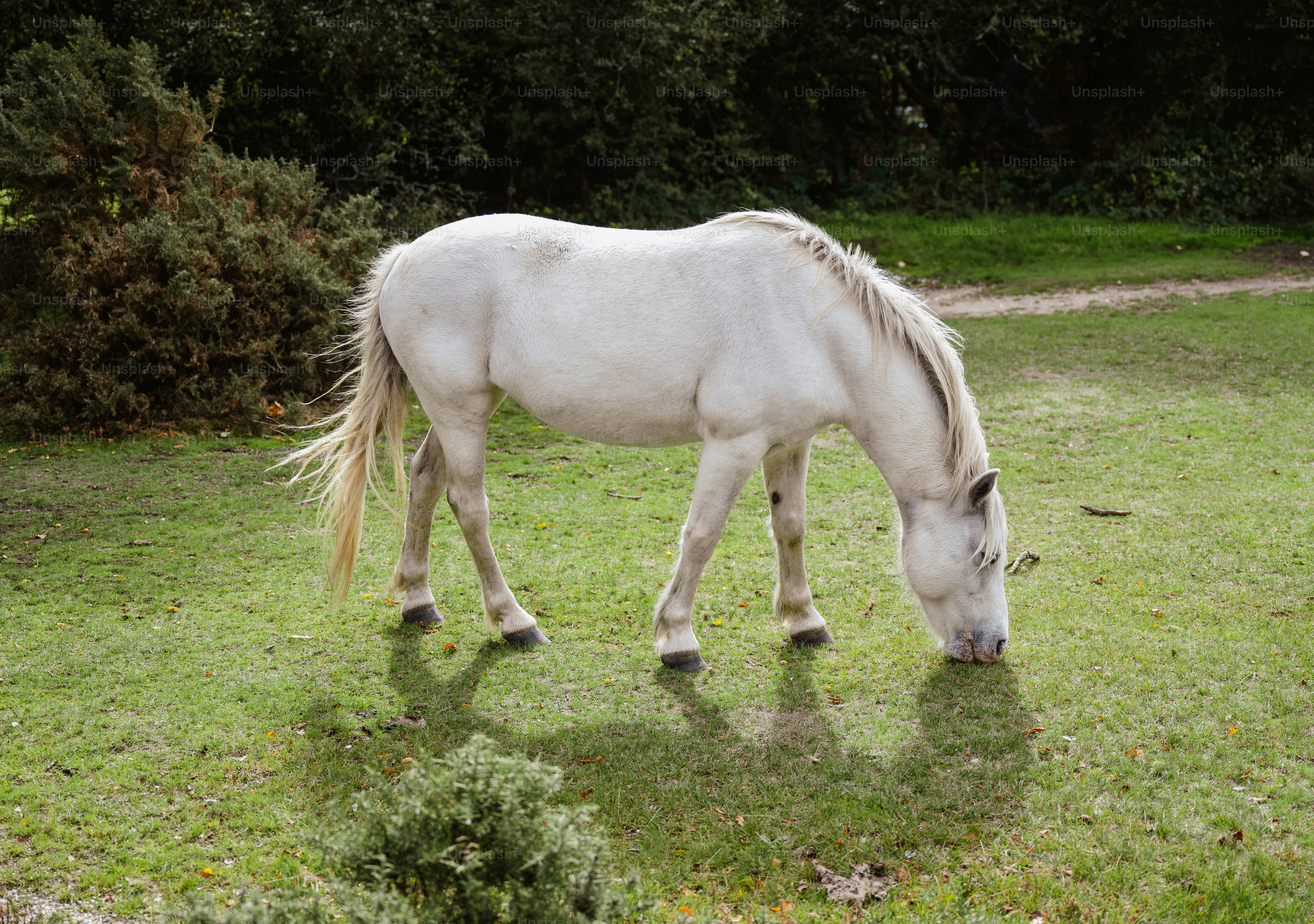 A white horse grazing in a grassy field.