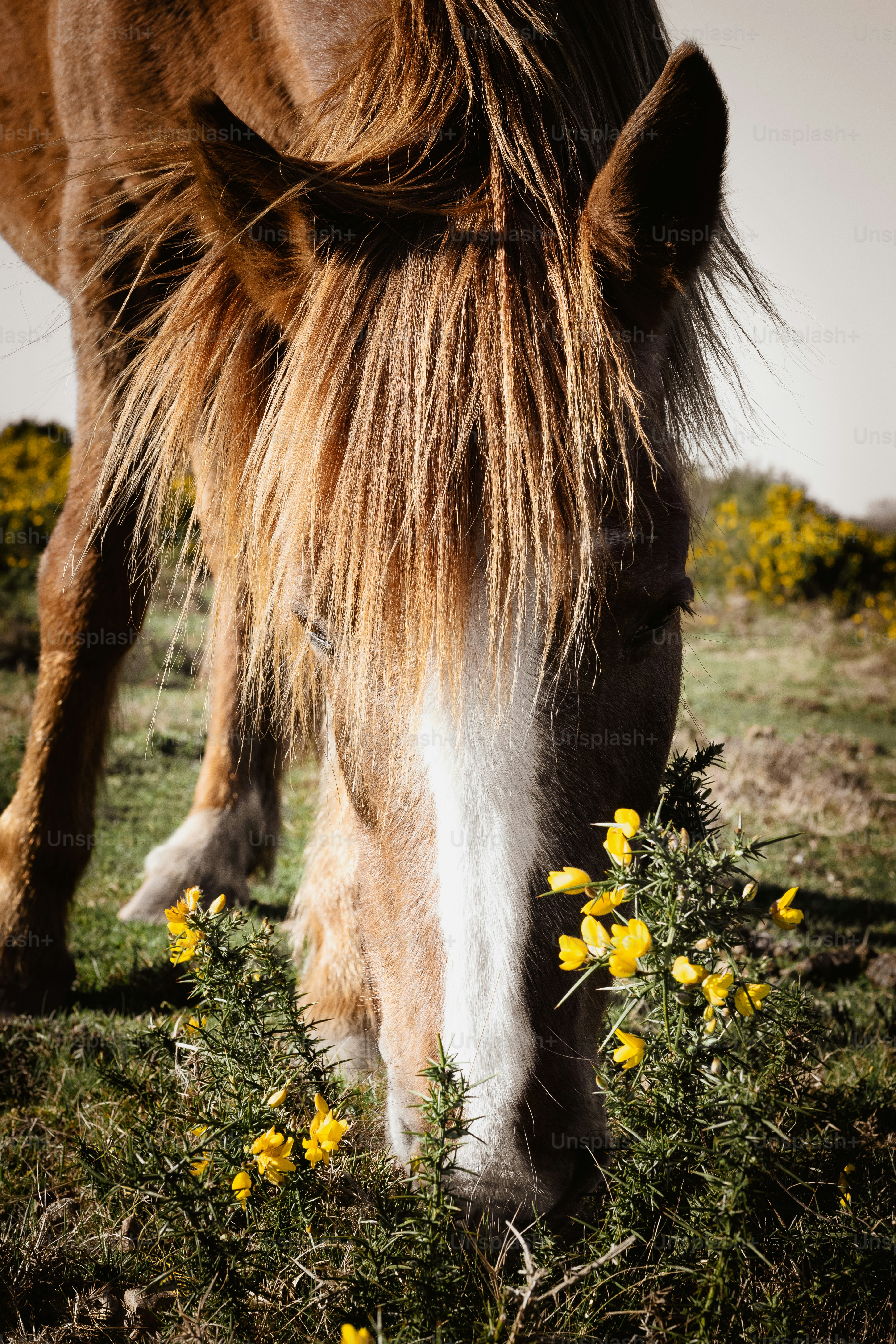 A brown horse grazes on yellow flowers