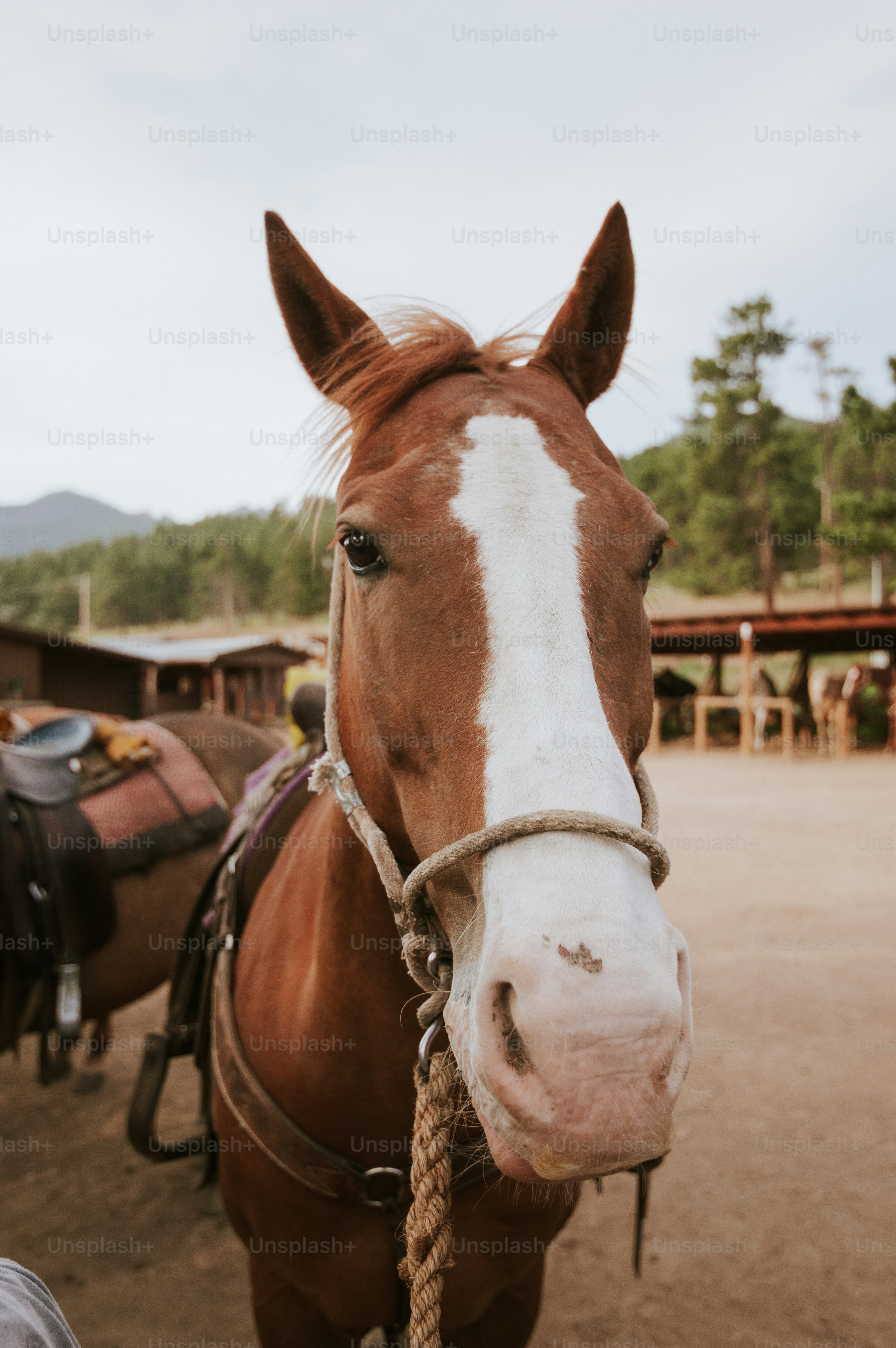 A brown horse with a white blaze on its face.